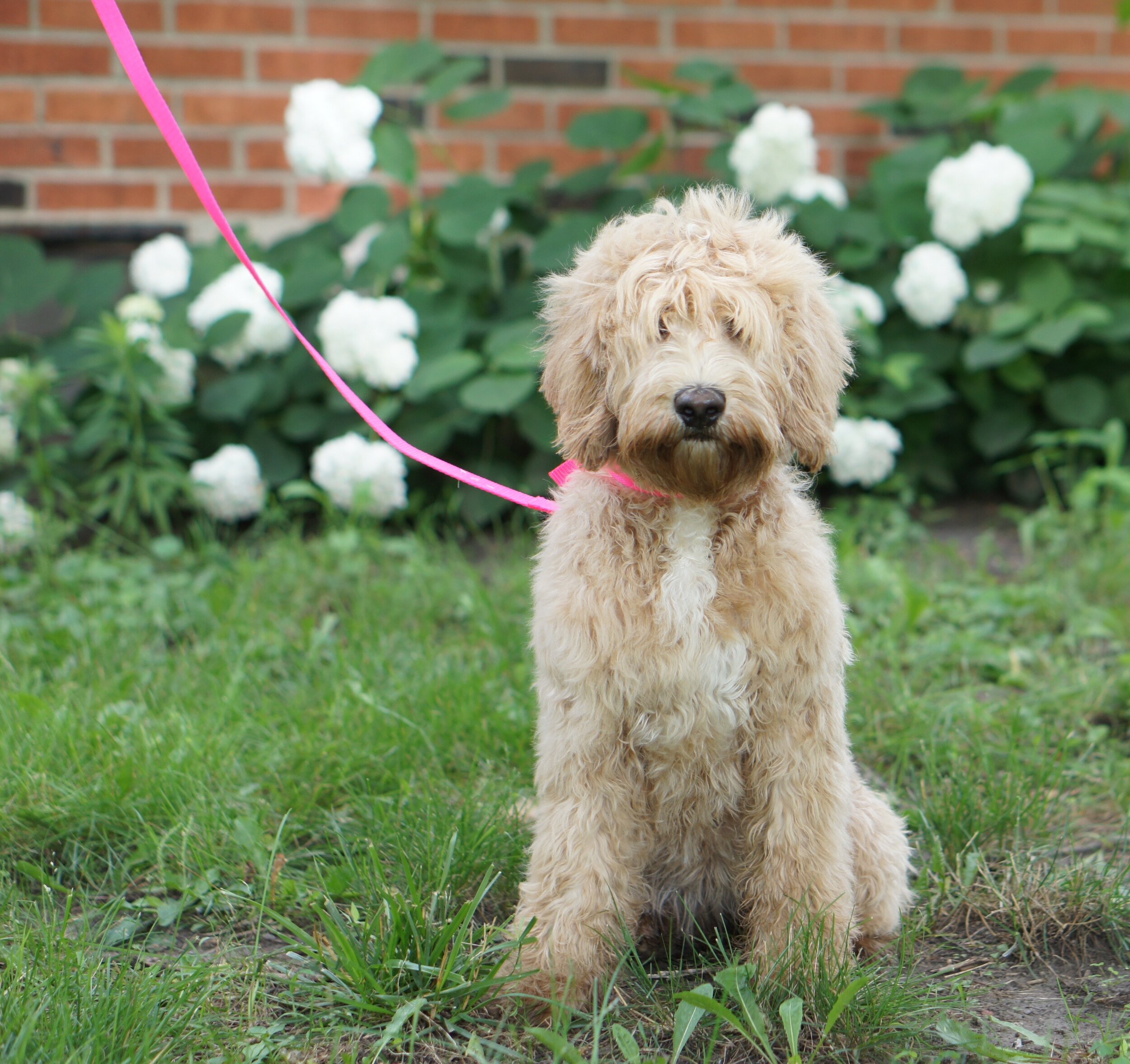labradoodle with lab coat