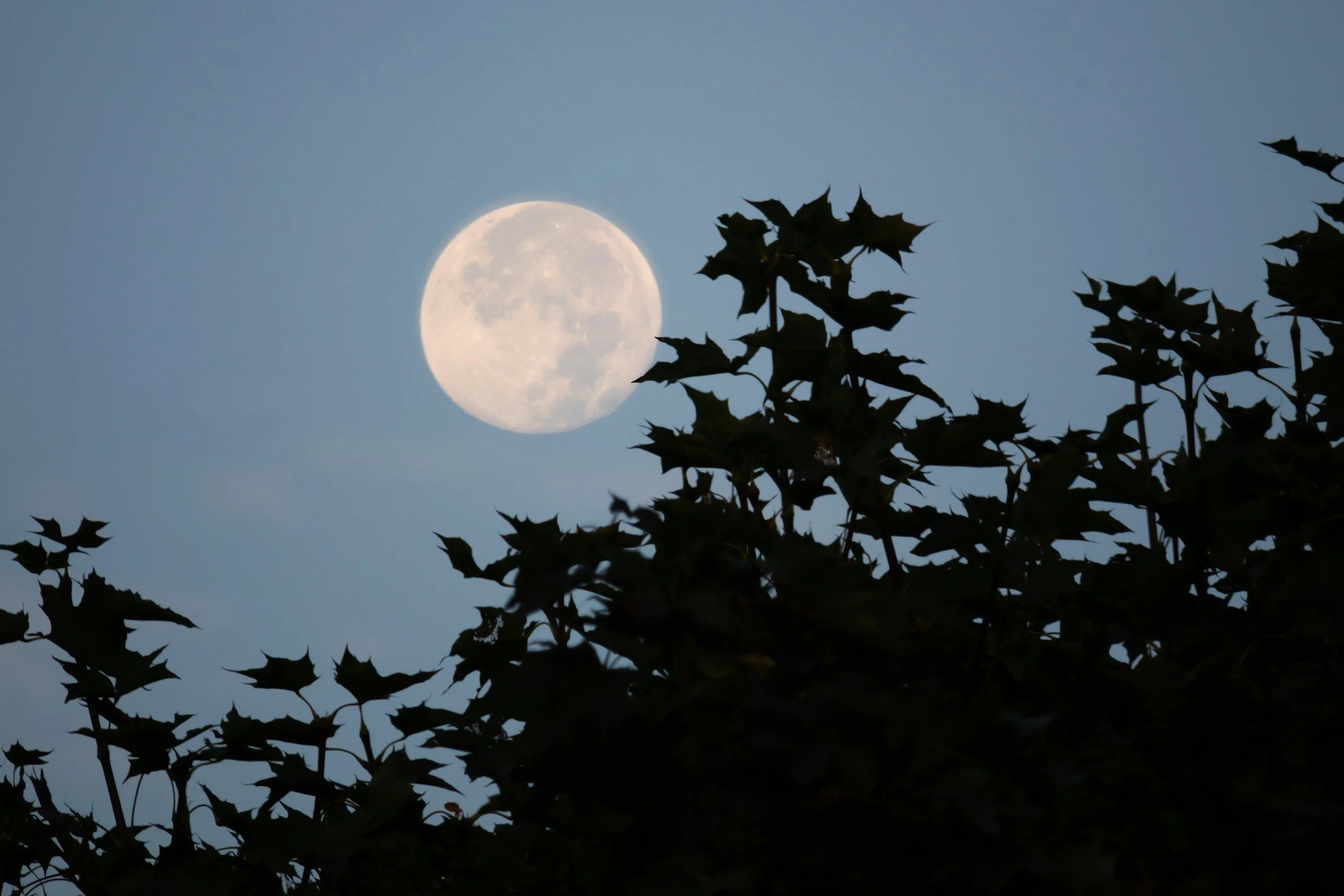 Your Moon Sign and Your Nervous System