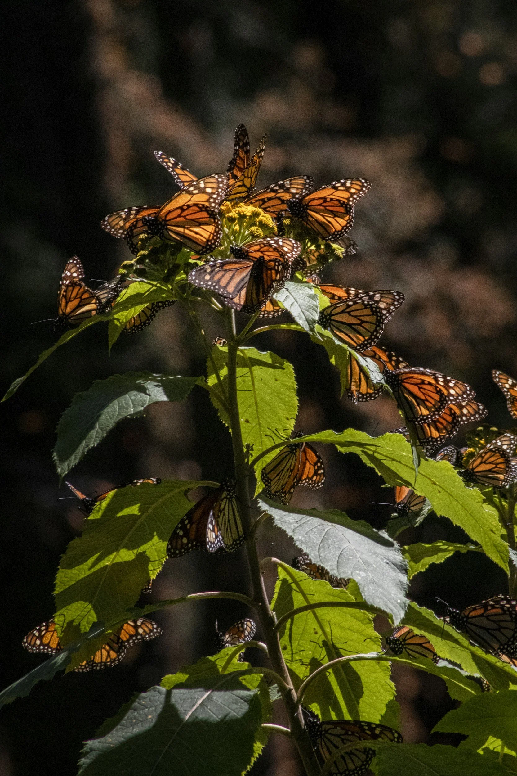 Many Monarch butterflies are sitting on a beautiful plant that could be milkweed