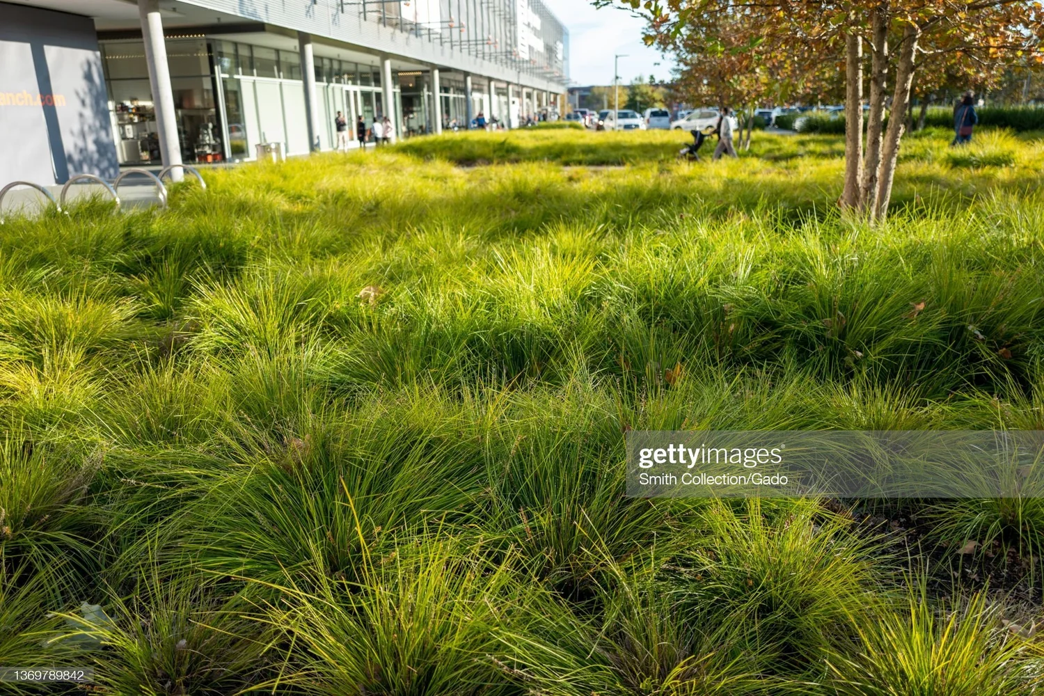 Combating Flooding and Water Pollution in New York City through Green Infrastructure — TBG