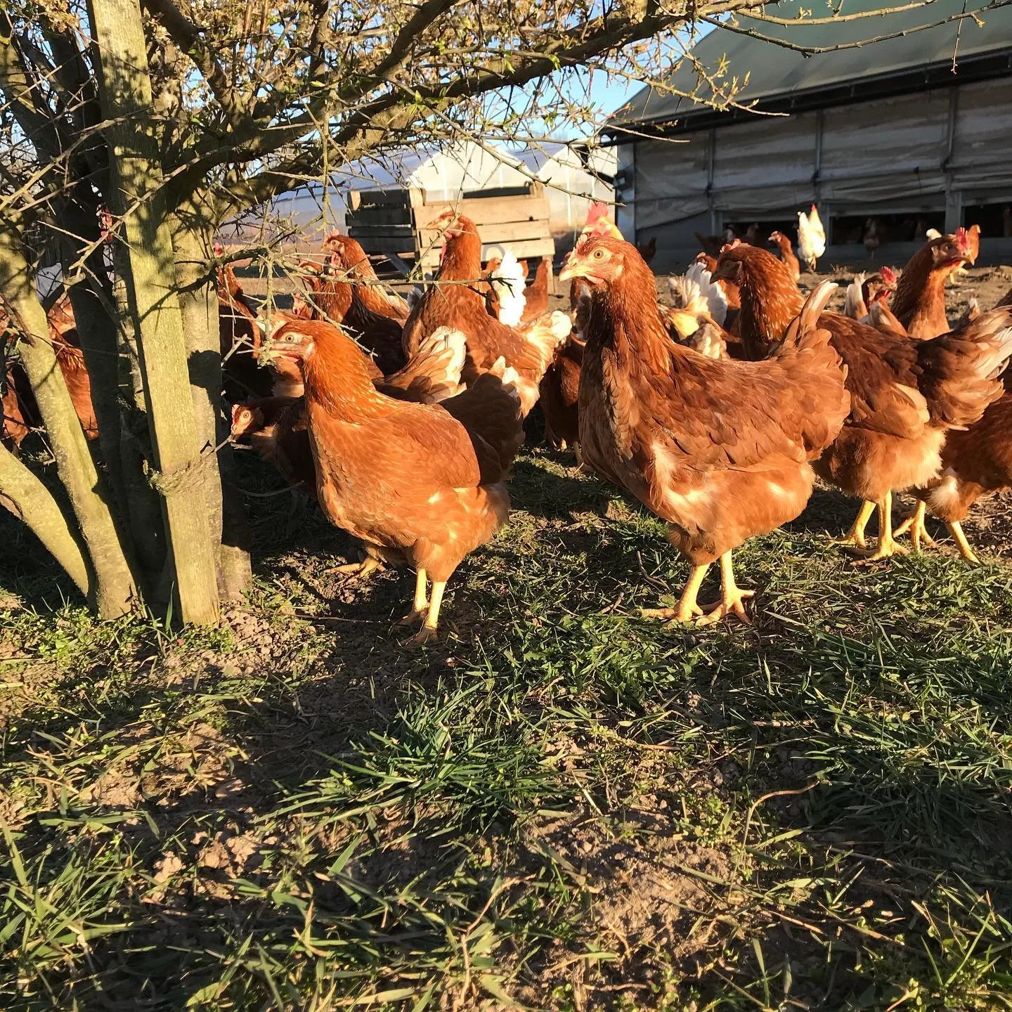Organic Free Range Eggs from Solmarka gård - Eko Ägg