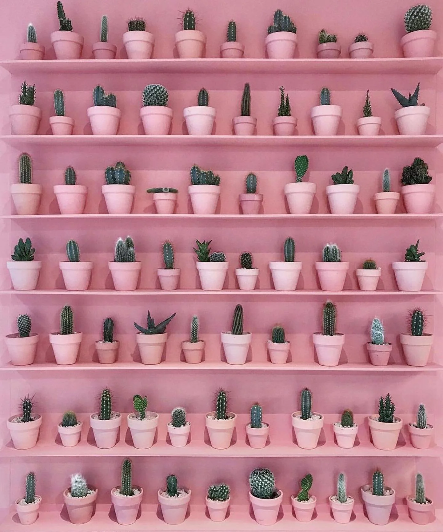 Qui s&rsquo;y frotte s&rsquo;y pique 🥰
@street.board 
#cactusmood #hectoretl&eacute;on #letouquet #letouquetshopping