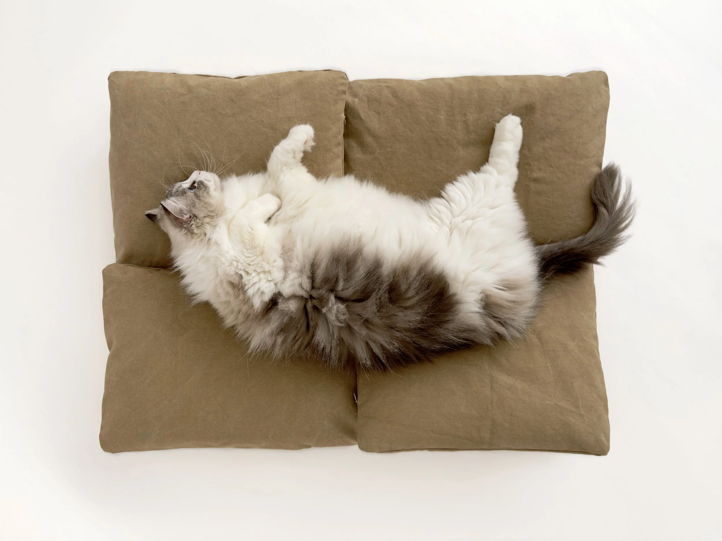 Cloud9-cat.jpg