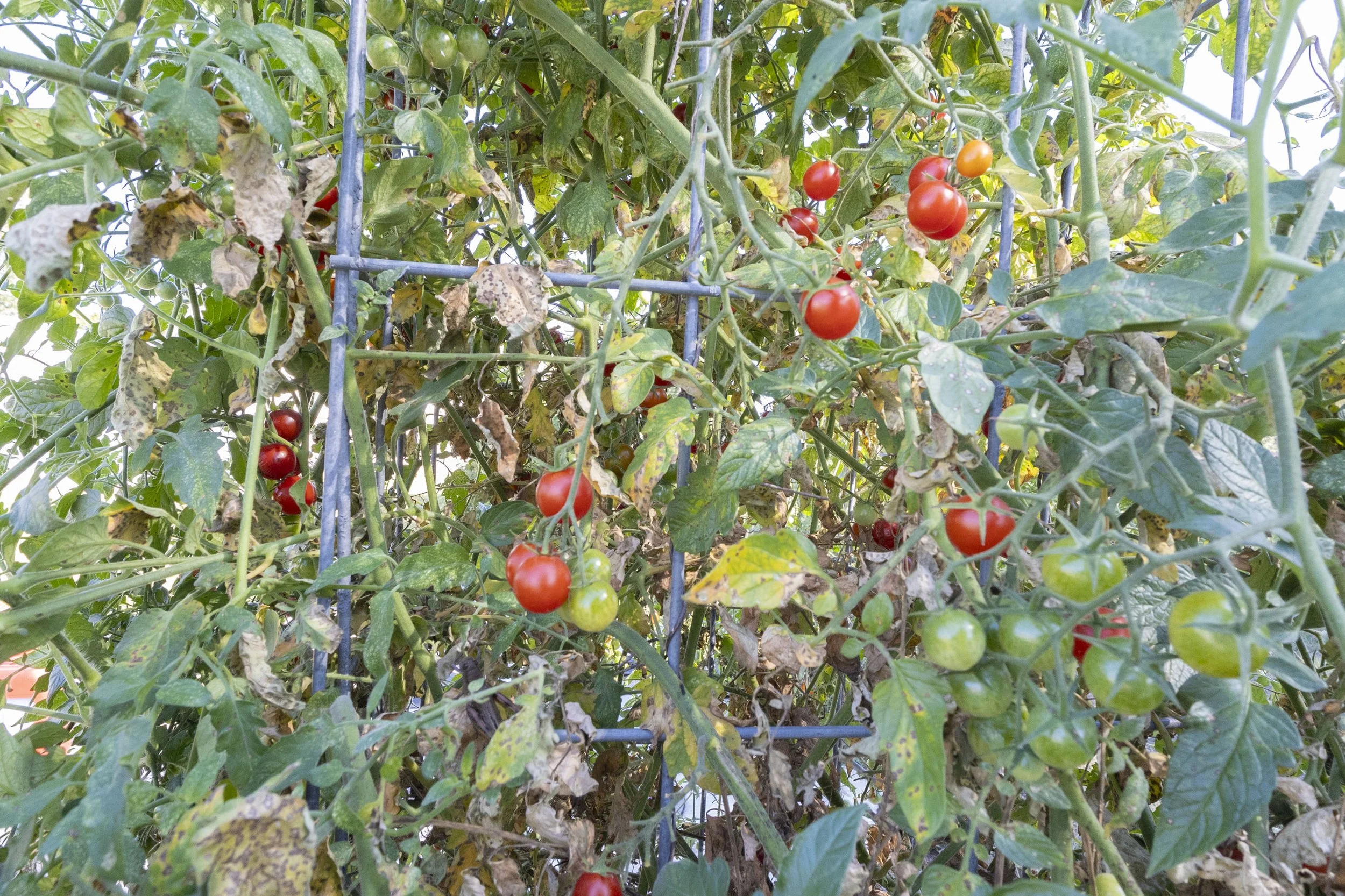 Tomato plants in backyard_1.jpg