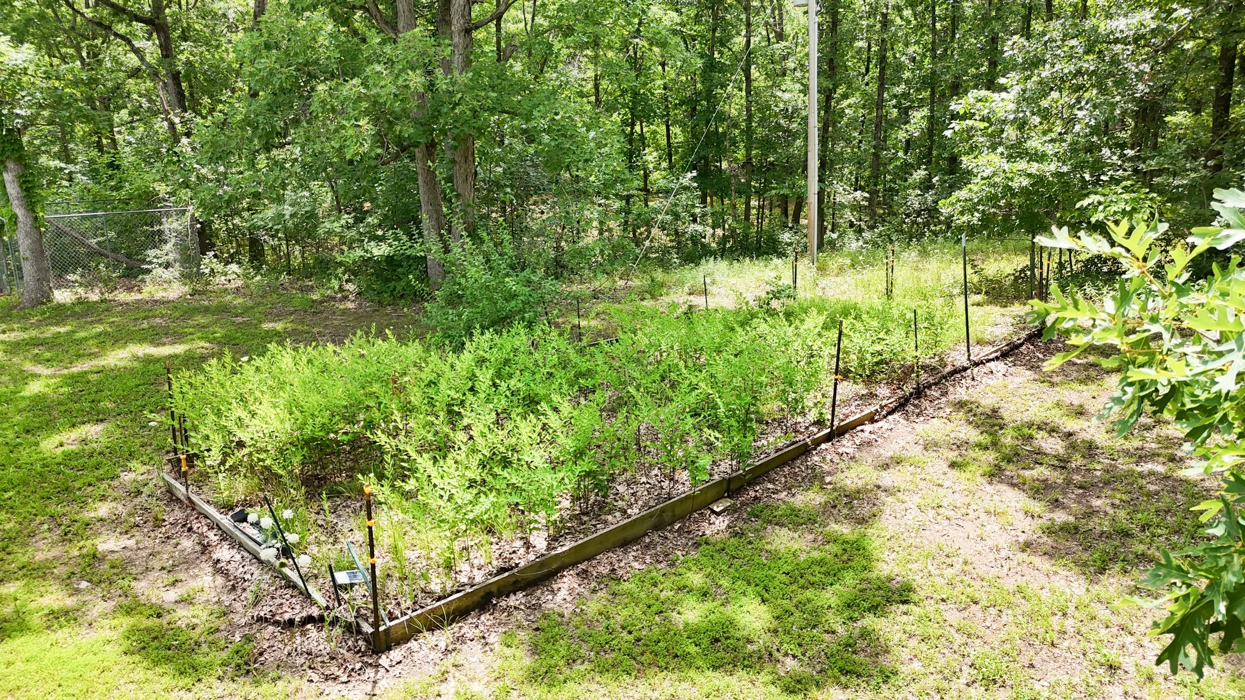 Garden.jpg