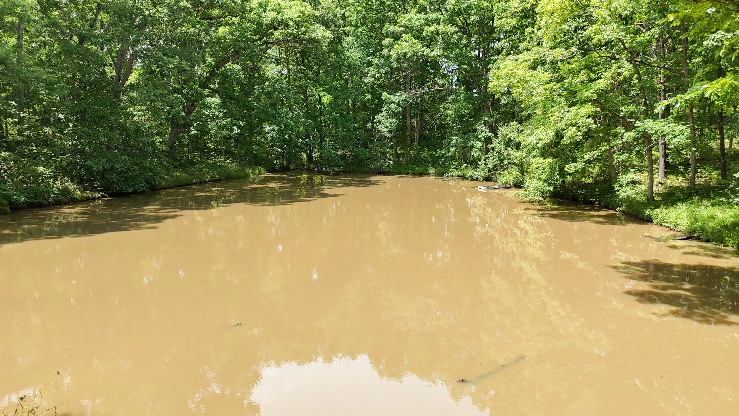 Pond.jpg