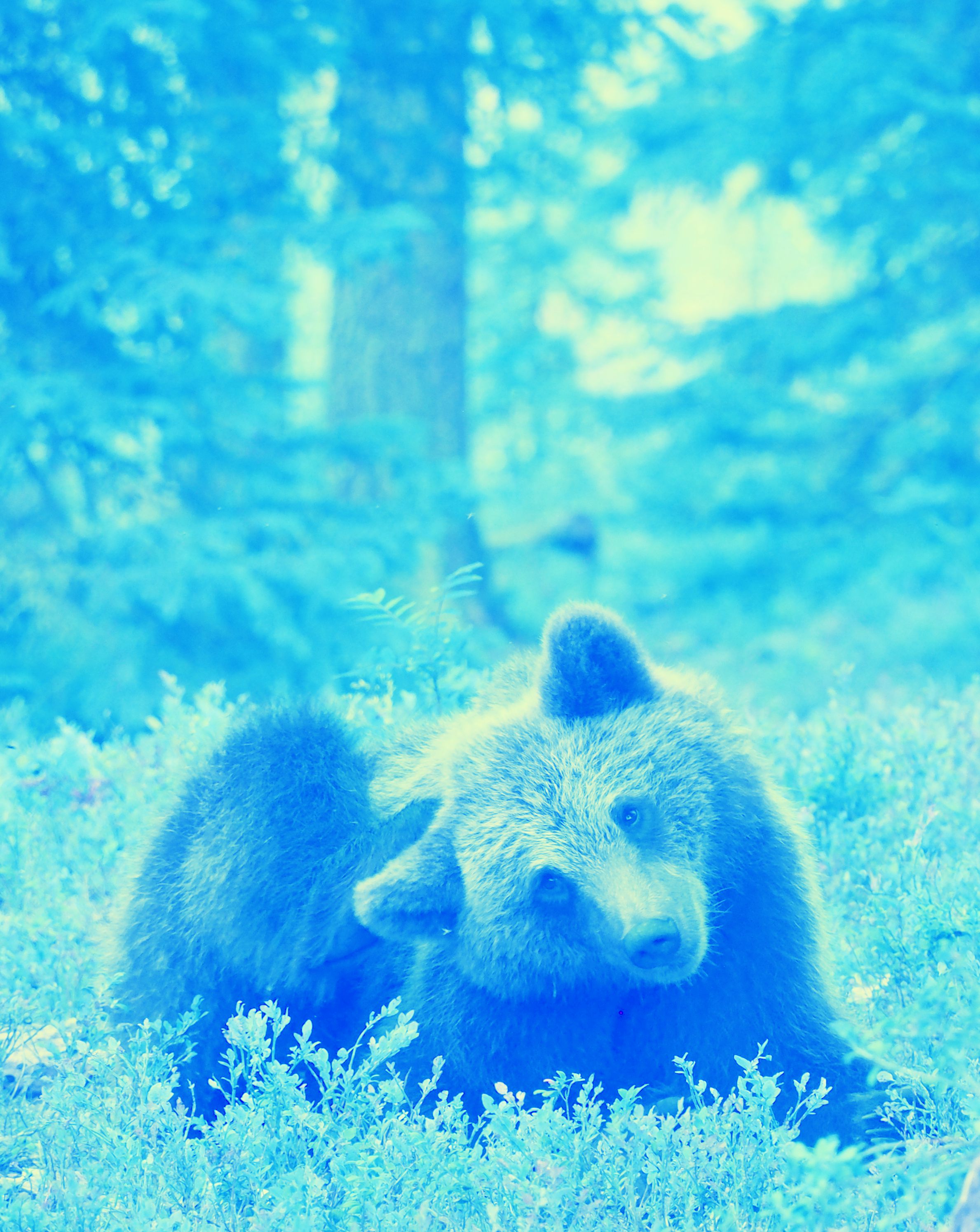 Bear030m.png