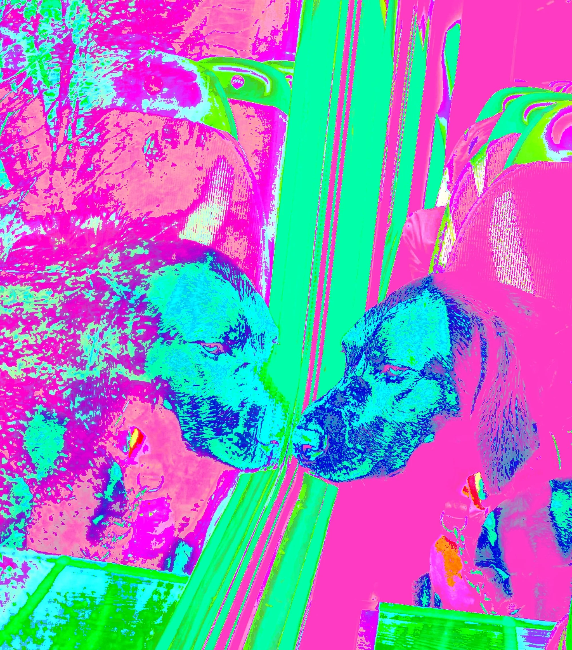 Dog004.jpg