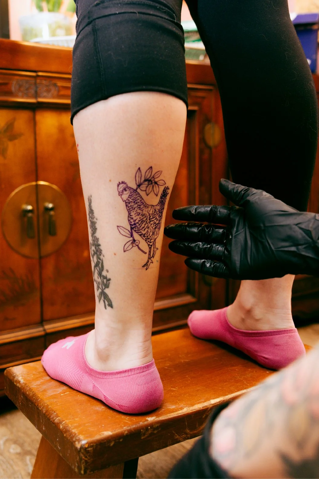 A person's leg with a tattoo of a bird with a leafy crown on their calf. Someone wearing black gloves is helping or adjusting the person's tattoo. The person is standing on a small wooden stool, wearing pink socks and black shorts.
