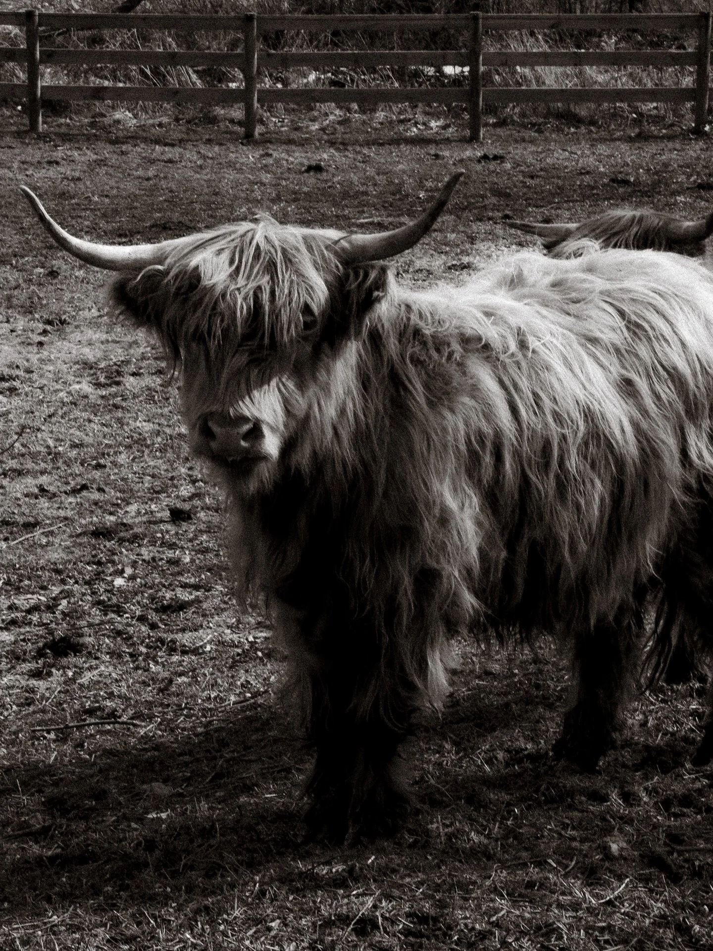 @standingrockfarms just being absolutely stunning. Scroll to see some 🌷🌸🌸🐝 Brand photo work from some years ago. #monarchstudio #brandphotographer #weddingvenues 

Cleveland wedding venue, standing rock farms, branding photographer , monarch crea