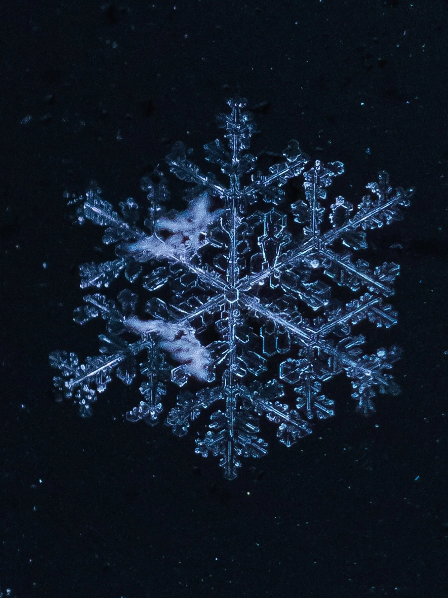 Portrait of Mr.Snowflake ❄️ and friends. 

Just a little winter moment with my macro lens, I forgot how much I love it!!! This is one of those things that just fills my creative soul. Noticed how fluffy it was on my way home and needed to get my macr