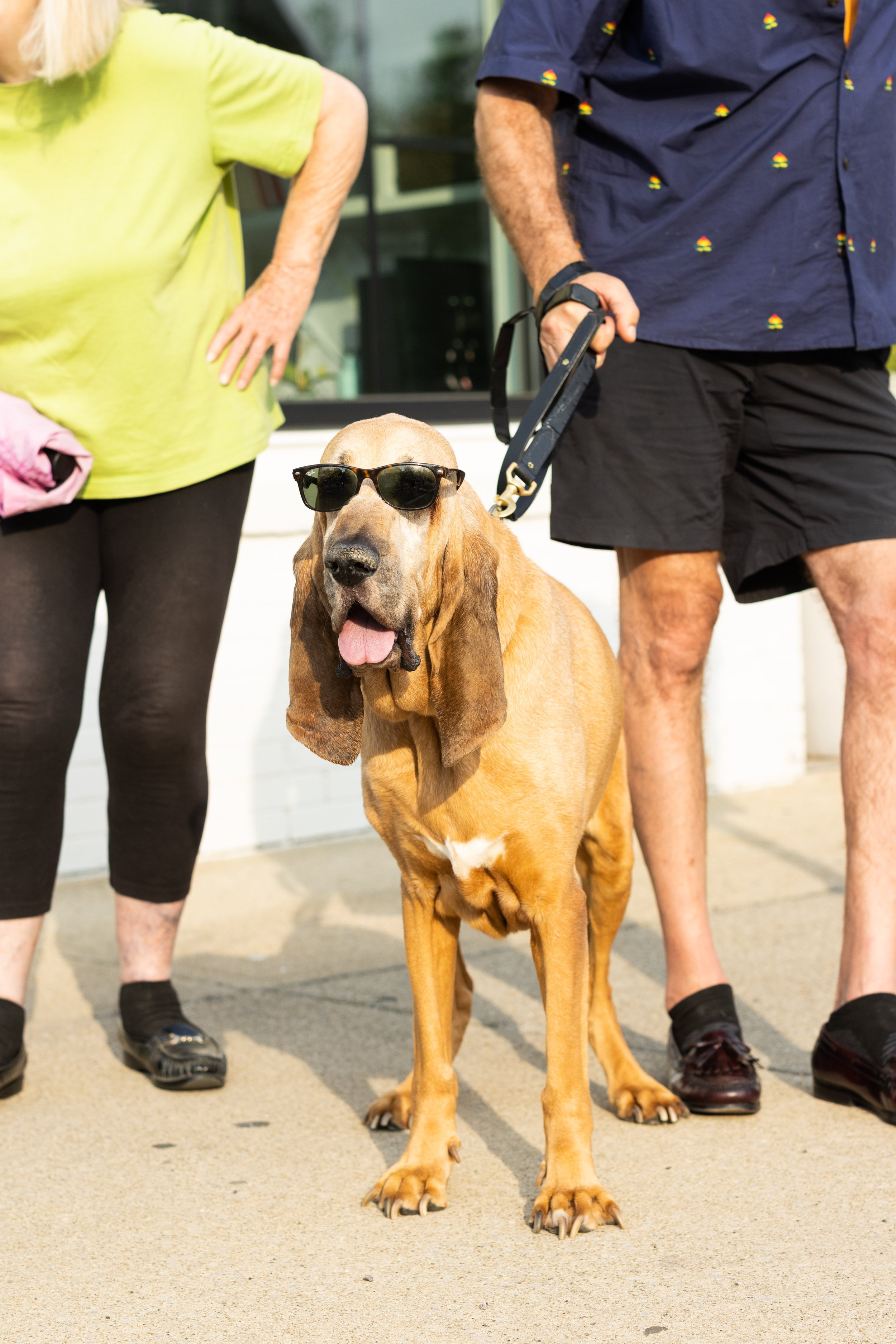 A dog wearing sunglasses, standing between two people outside a building, with part of the people's bodies visible.