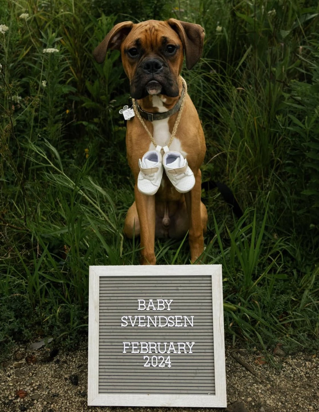 A brown dog with a black face and floppy ears sitting outdoors among tall green grass, wearing a collar with a tag, and has a pair of small white shoes hanging from a gold chain around its neck. In front of the dog, there is a sign with white letters