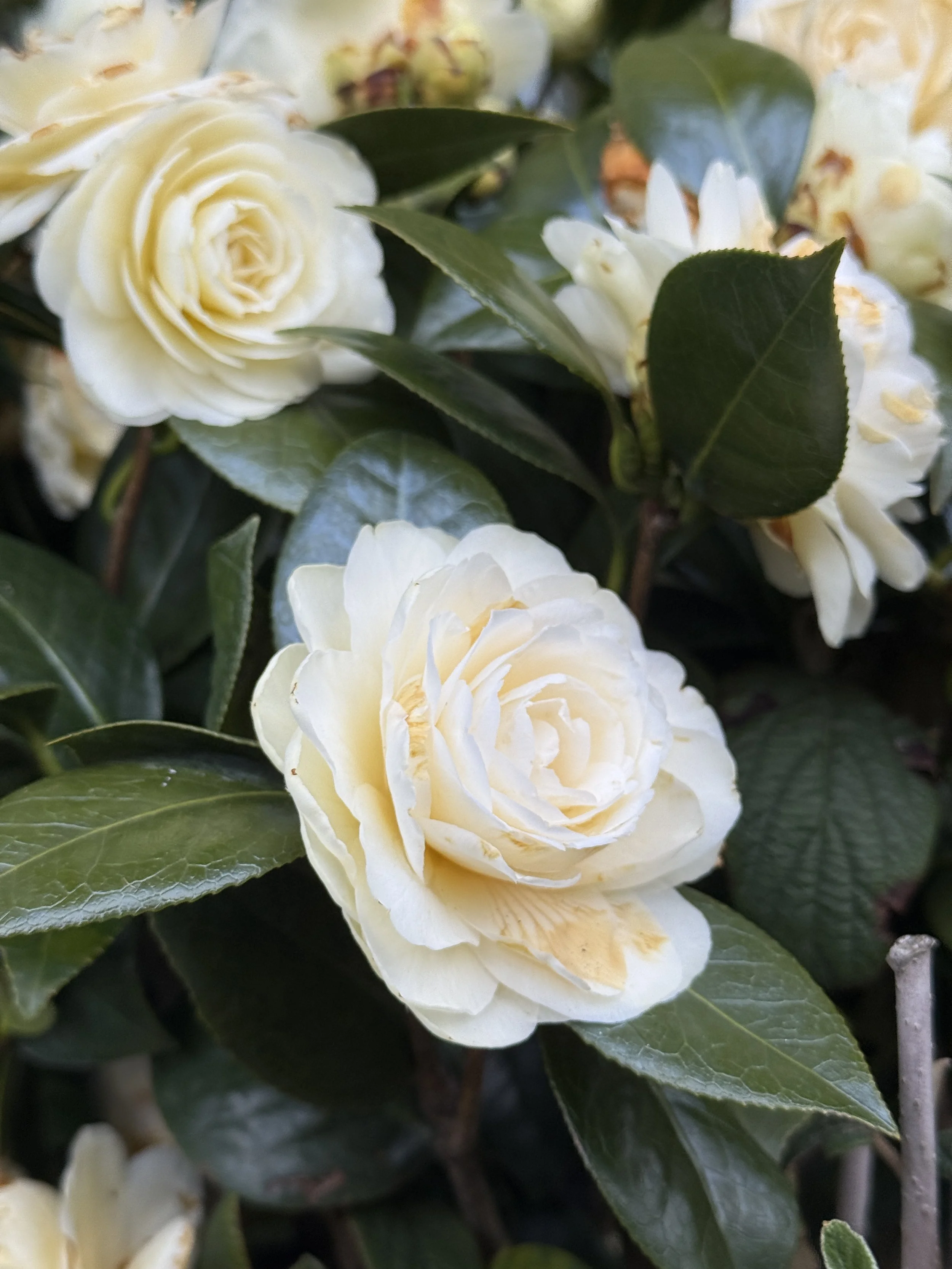 Close-up of cream-colored camellia flowers with dark green leaves.