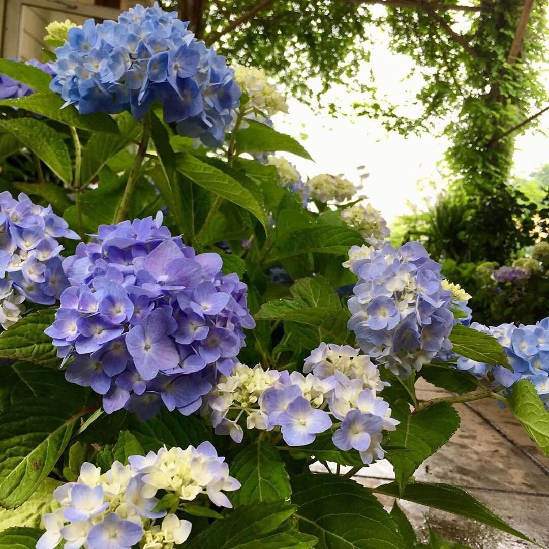 Hydrangea Pruning Tips