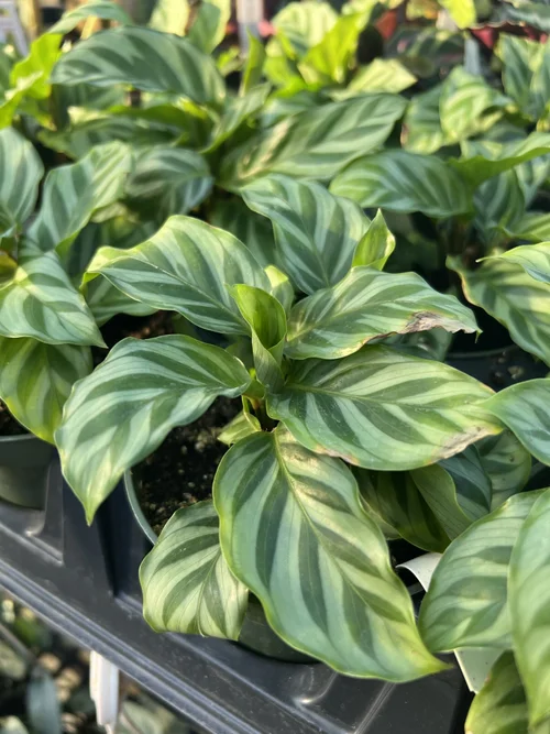 dracena marginata ingrijire Dracaena Marginata | Care Guide and Pro Tips - Delivery from Toronto across  Canada main image 0