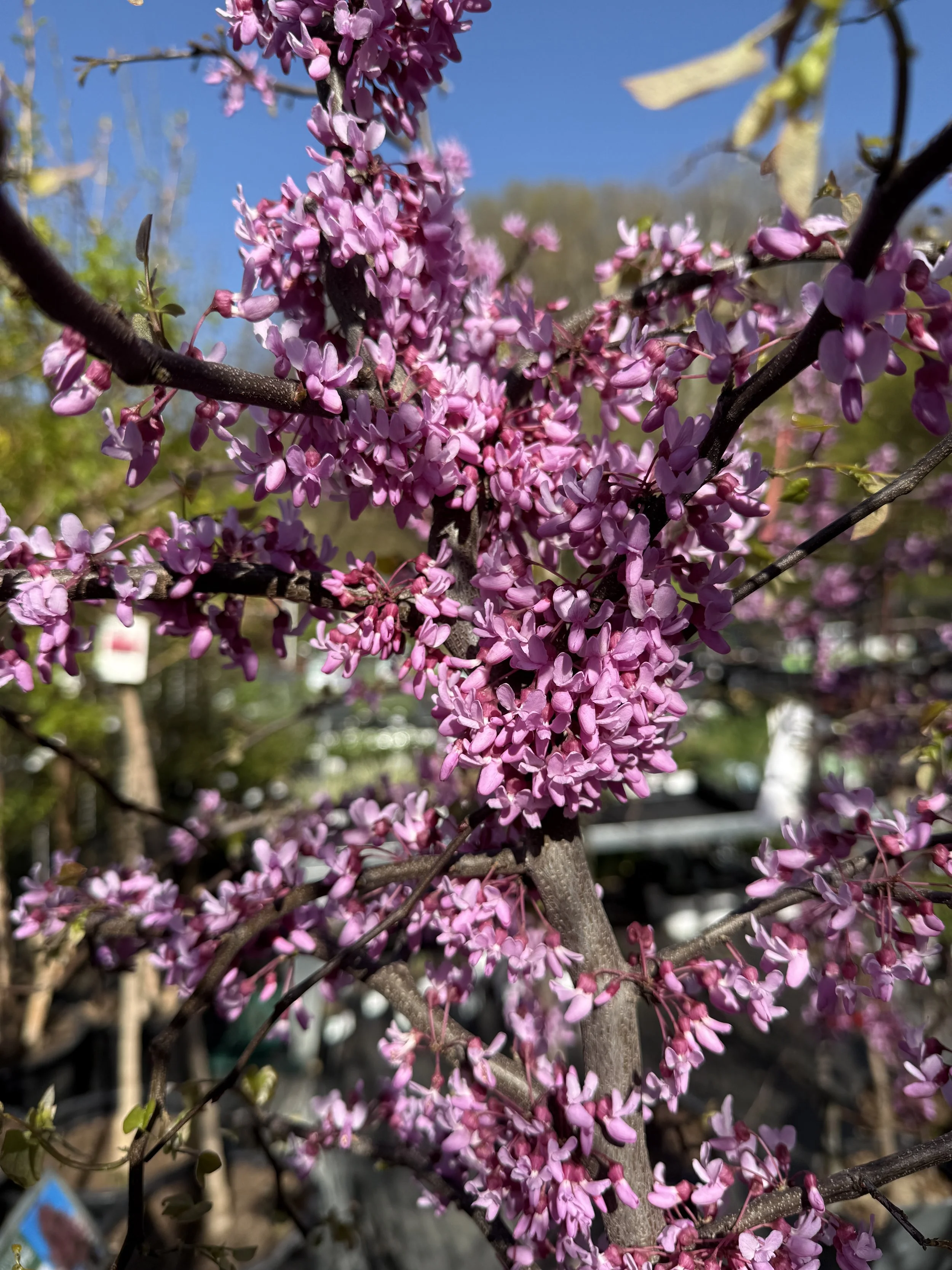 Close-up of pink blooming flowers on a tree branch with a bright blue sky in the background.