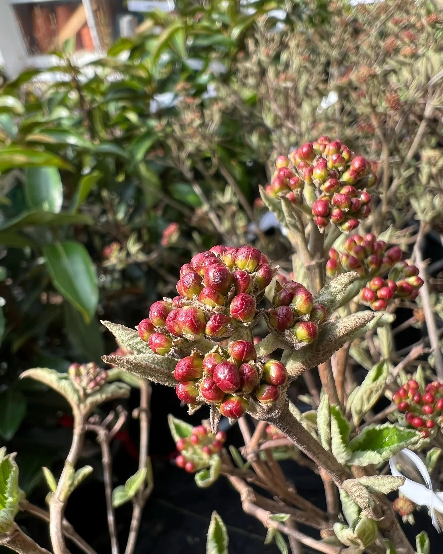 Plant Profile: Viburnum