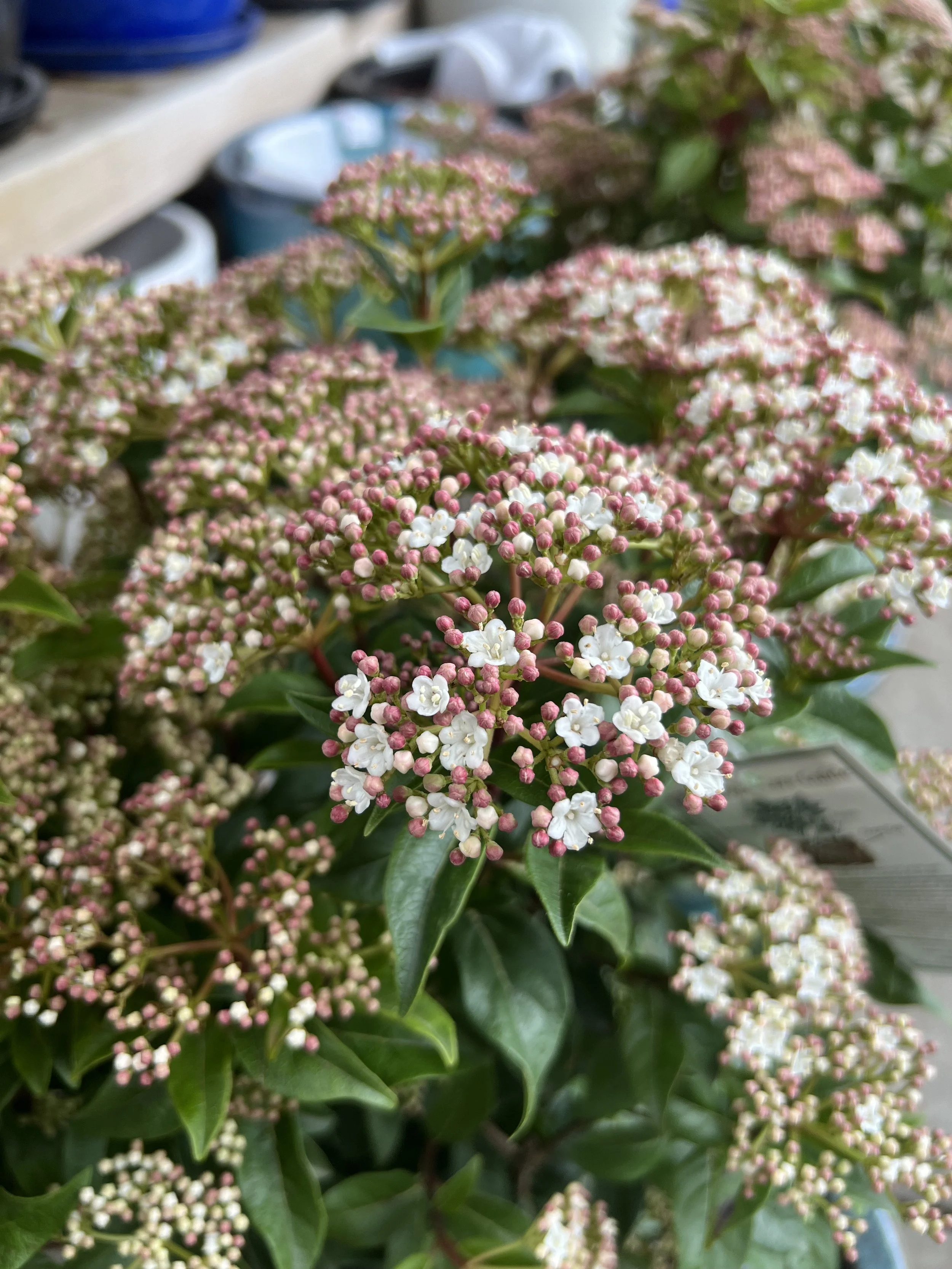 Plant Profile Viburnum Green Fields Nursery