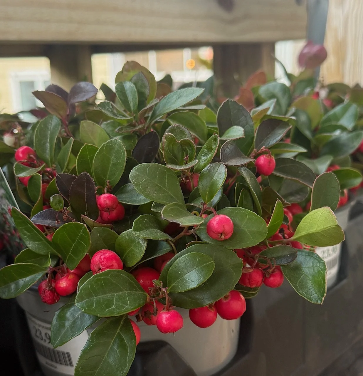 Plant Profile: Gaultheria procumbens (Wintergreen)