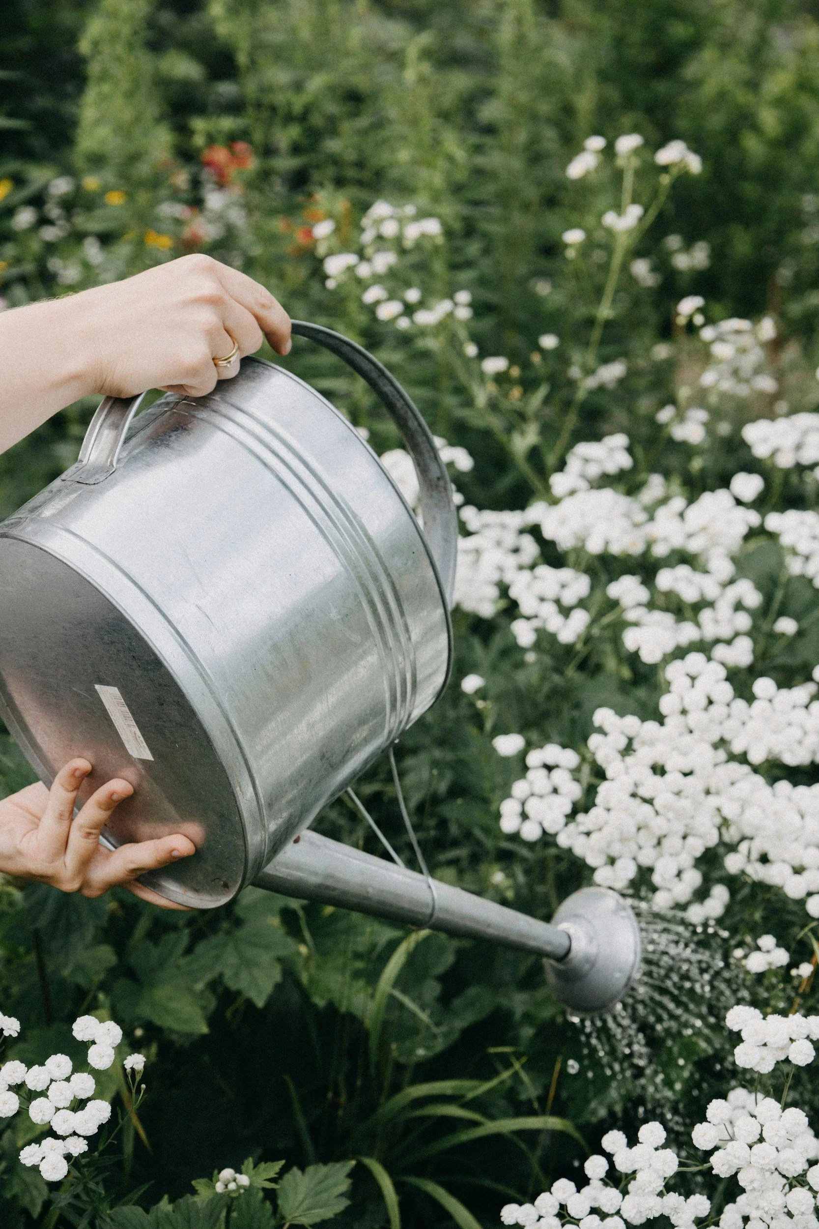 Planting and Watering Guide