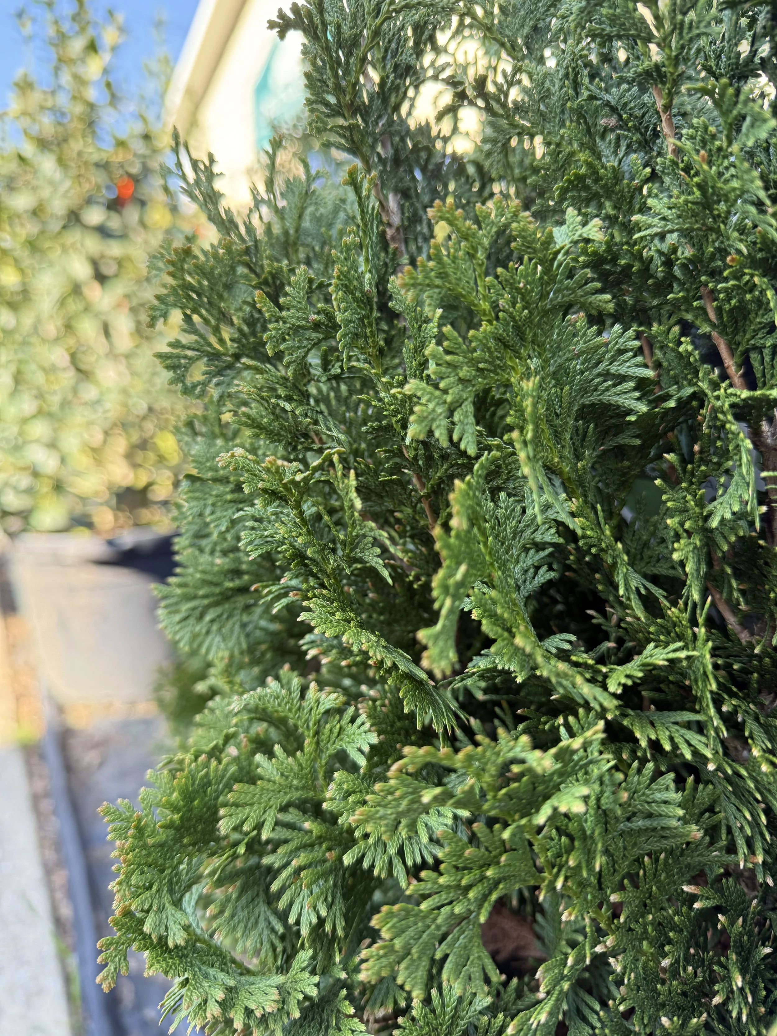 Close-up of lush green foliage with detailed, fern-like leaves.