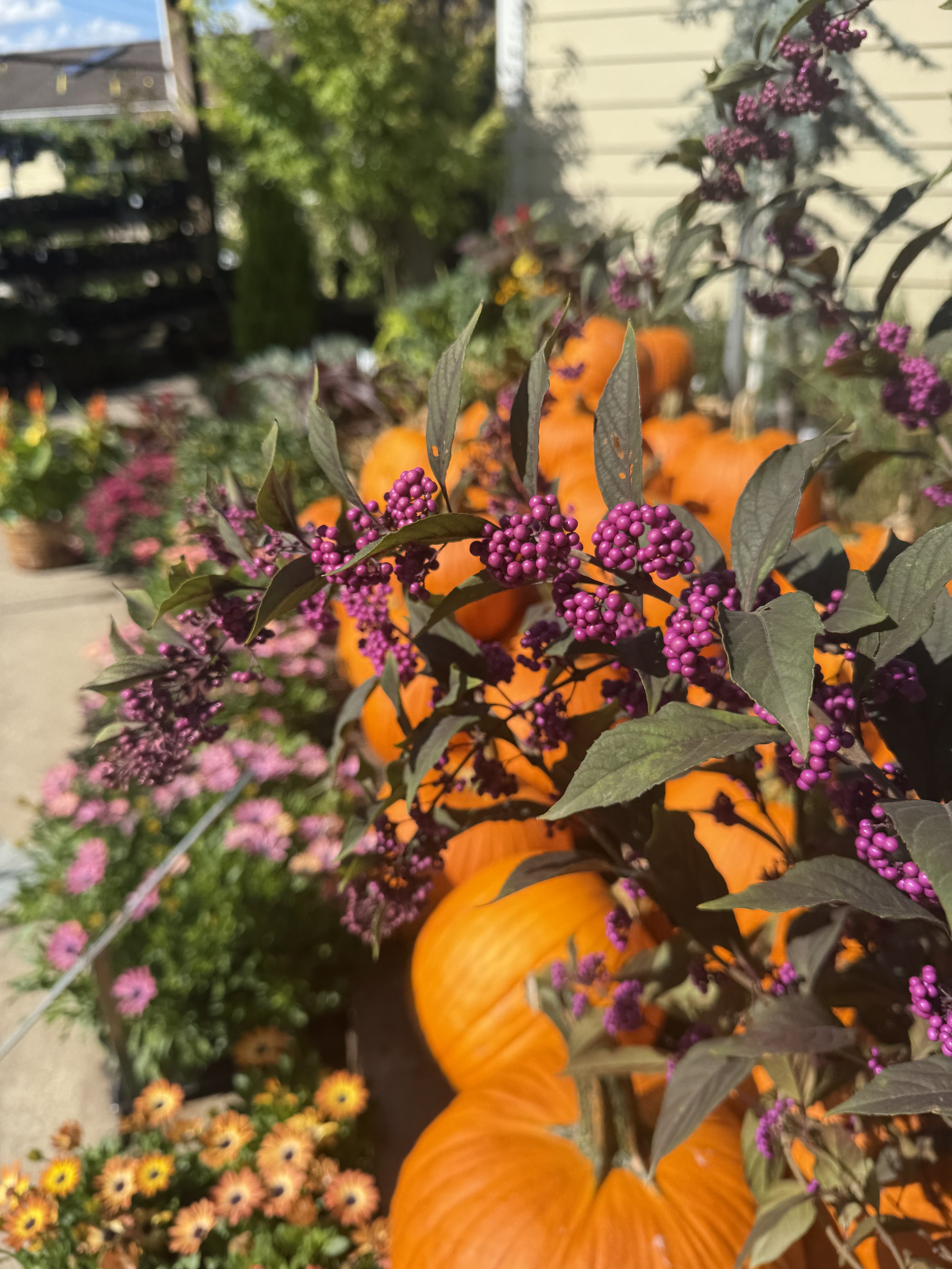 callicarpa in front of pumpkins.JPEG