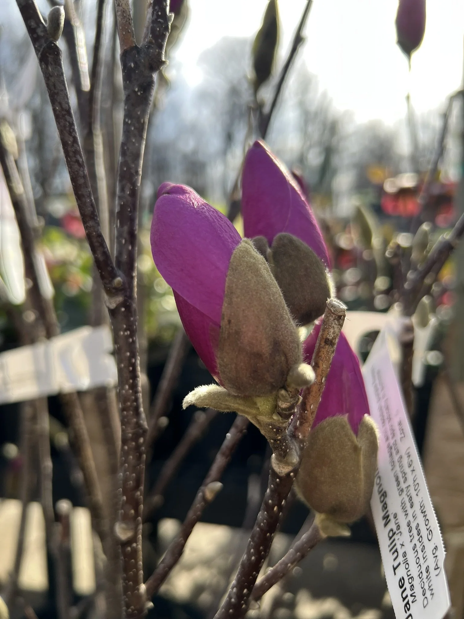 Close-up of unopened purple magnolia flower buds on branches with a blurred background.