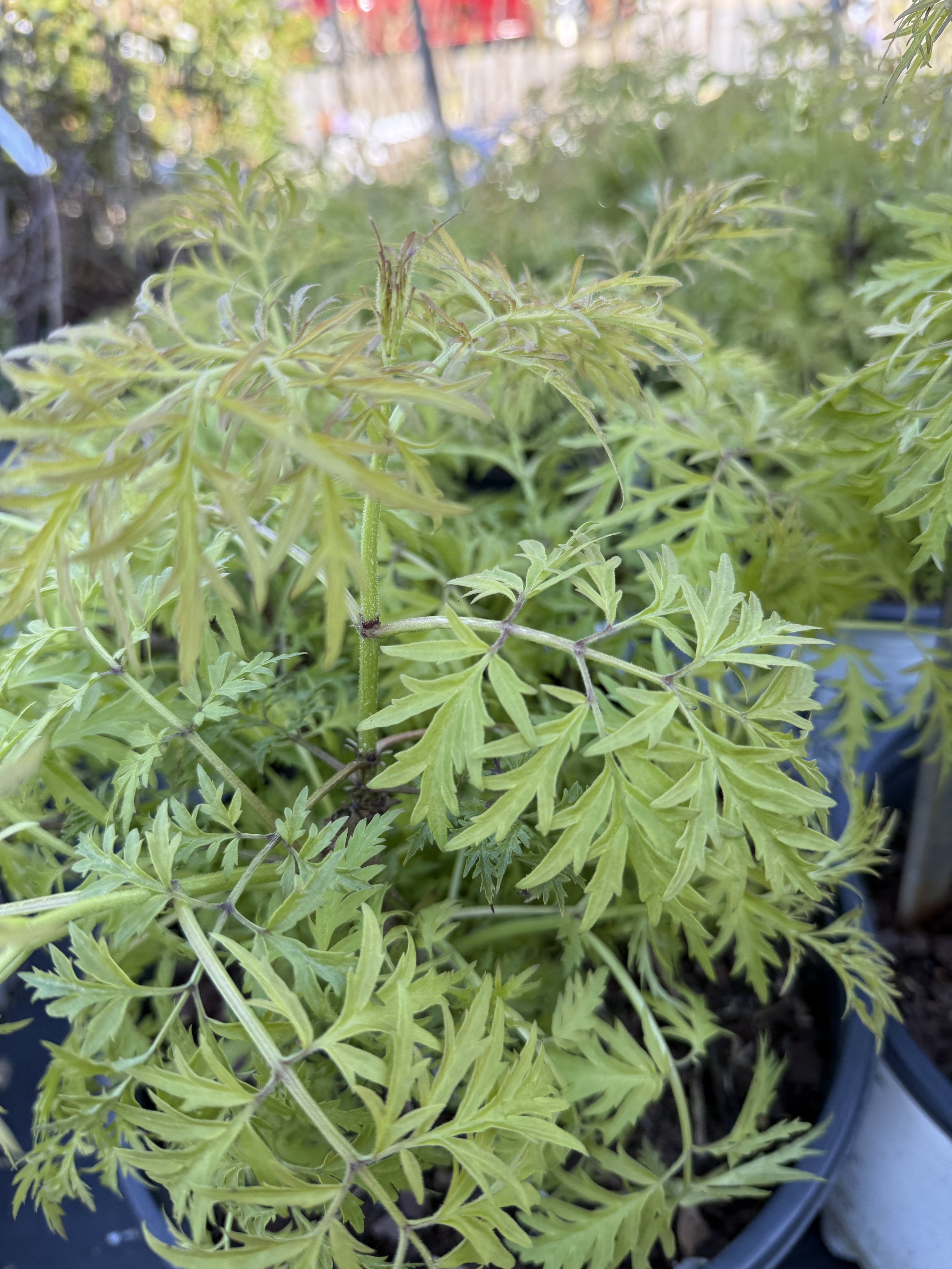 Close-up of a potted plant with green, feathery, deeply lobed leaves, in an outdoor garden or nursery setting.