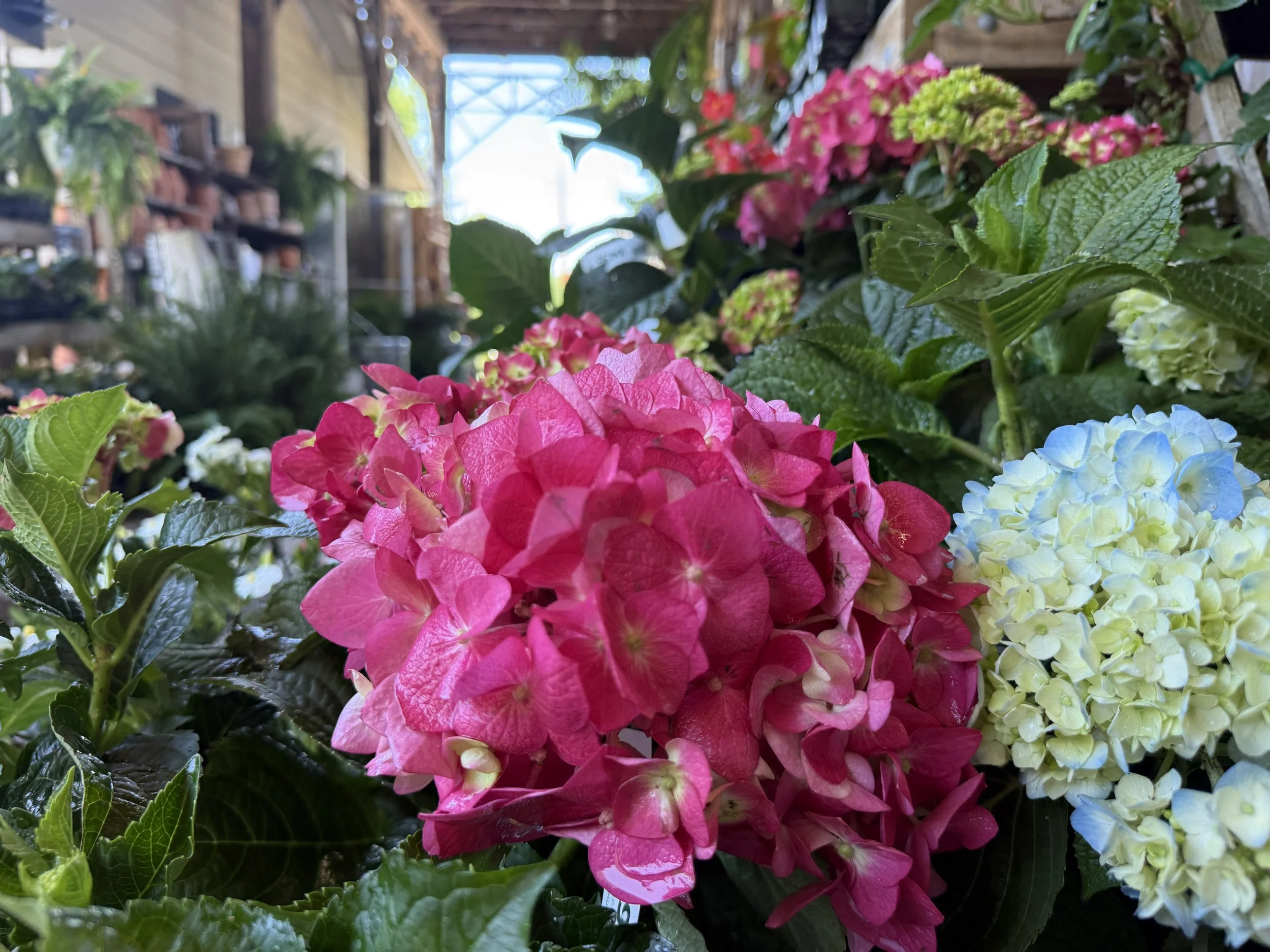 Hydrangeas: How to Pick, Site, and Grow the Fab Five