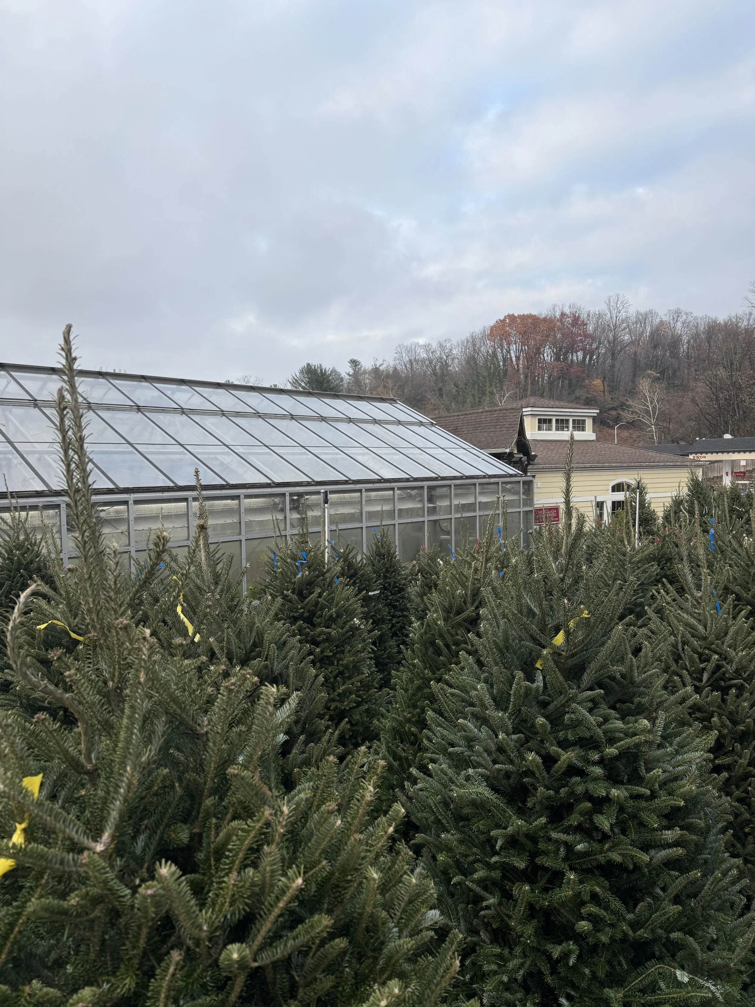 green fields christmas trees novemeber 2025.JPEG
