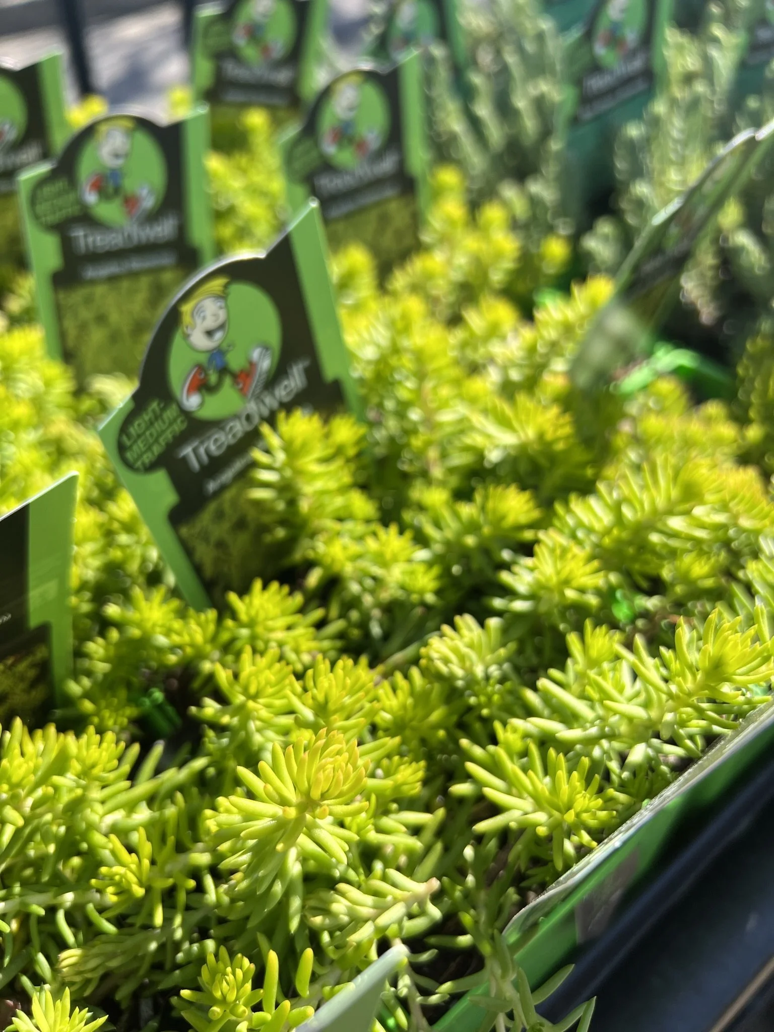 Close-up of bright green succulent plants labeled Treadwell at a nursery.