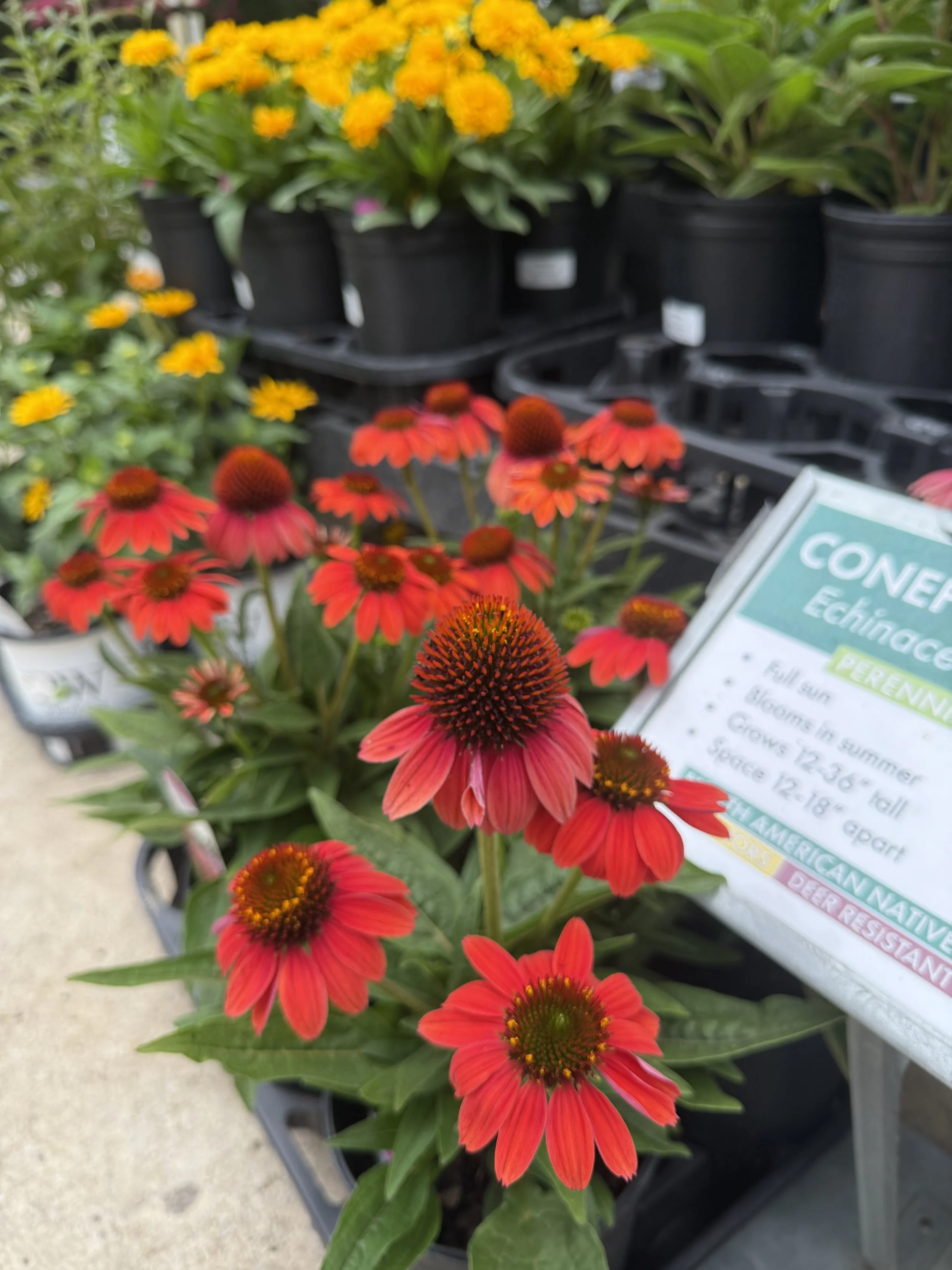 Bright red coneflowers with orange centers on display at a garden center, with black pots and a sign in the background.