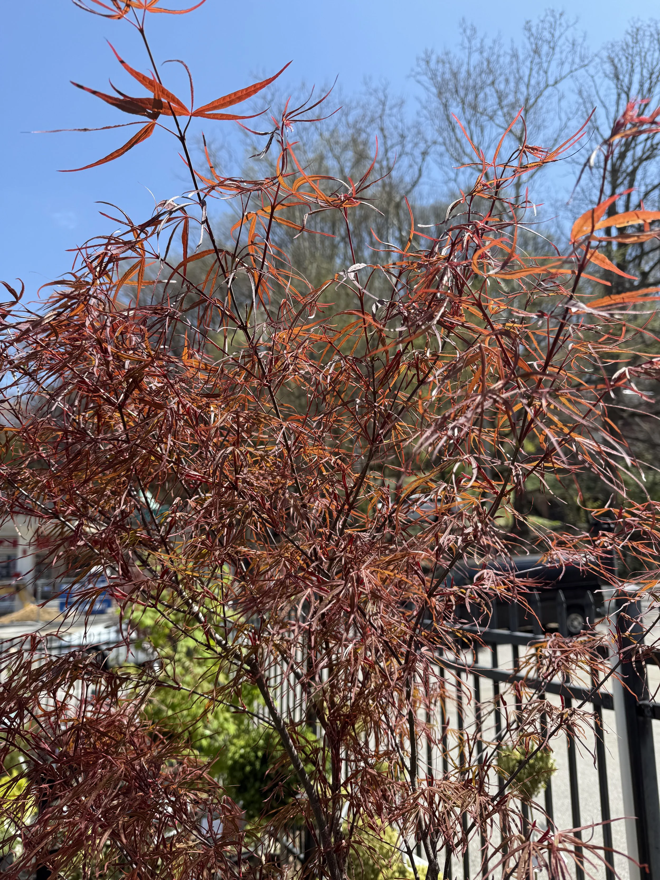 Close-up of a red Japanese maple tree with a blue sky in the background.