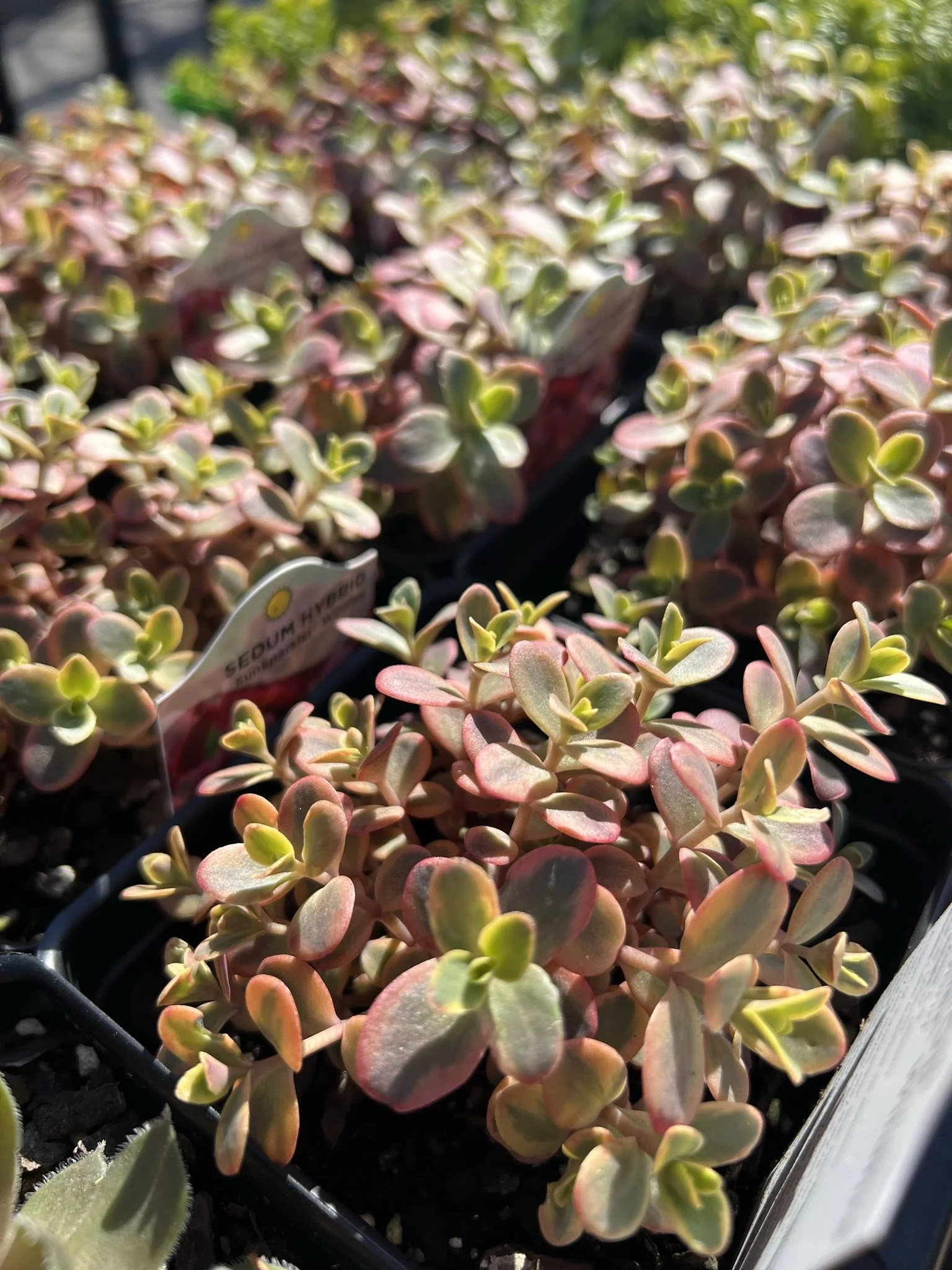 Close-up of potted sedum plants with small, rounded leaves in shades of green and pink under sunlight.