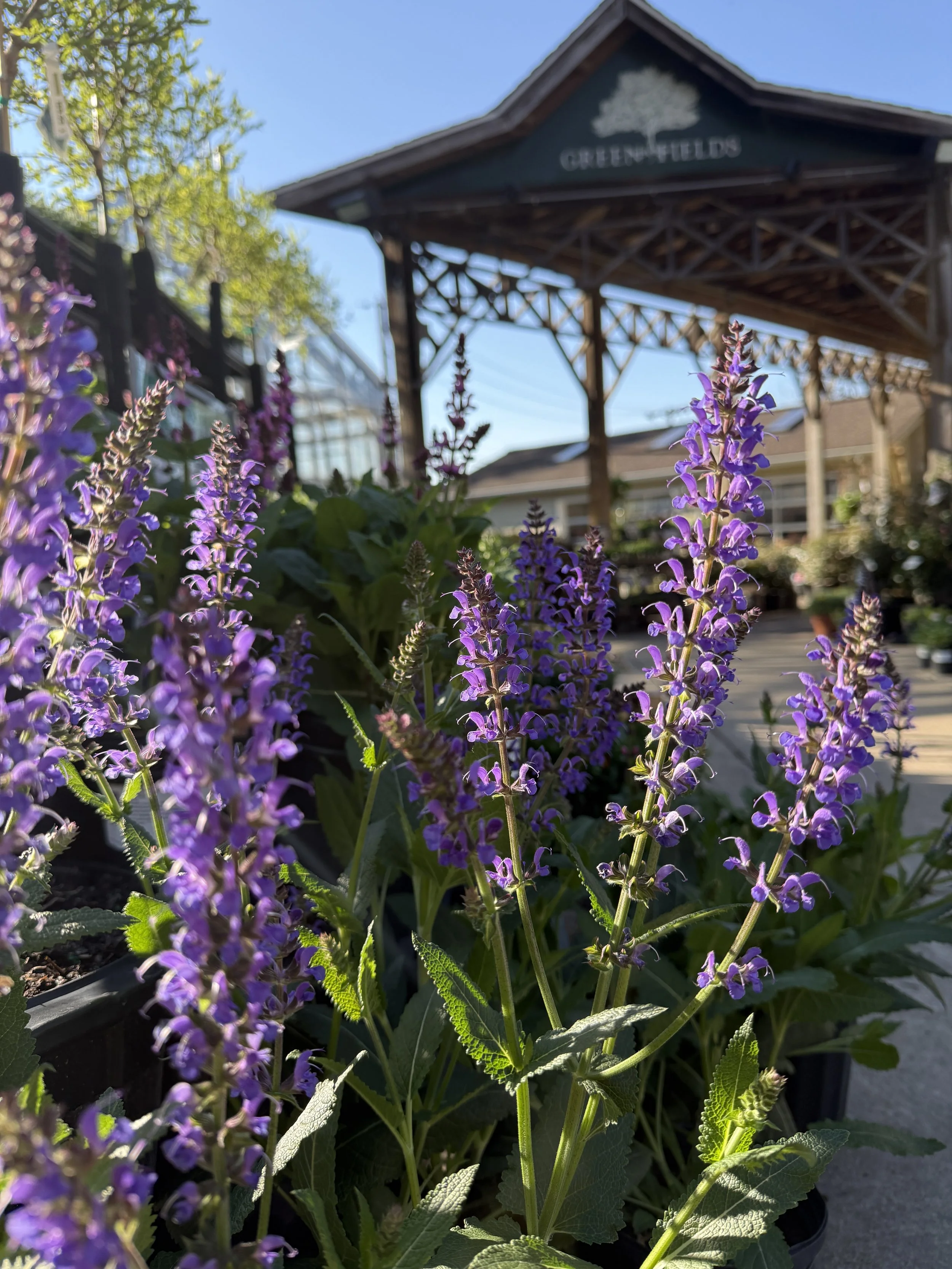 Purple flowers in foreground with a wooden building labeled "Greenfields" and trees in the background, under a clear blue sky.
