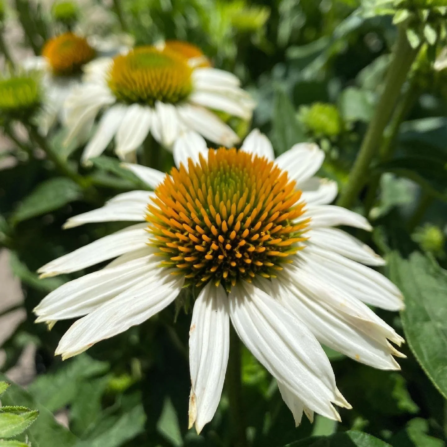 Close-up of white echinacea flowers with orange cone centers in a garden.