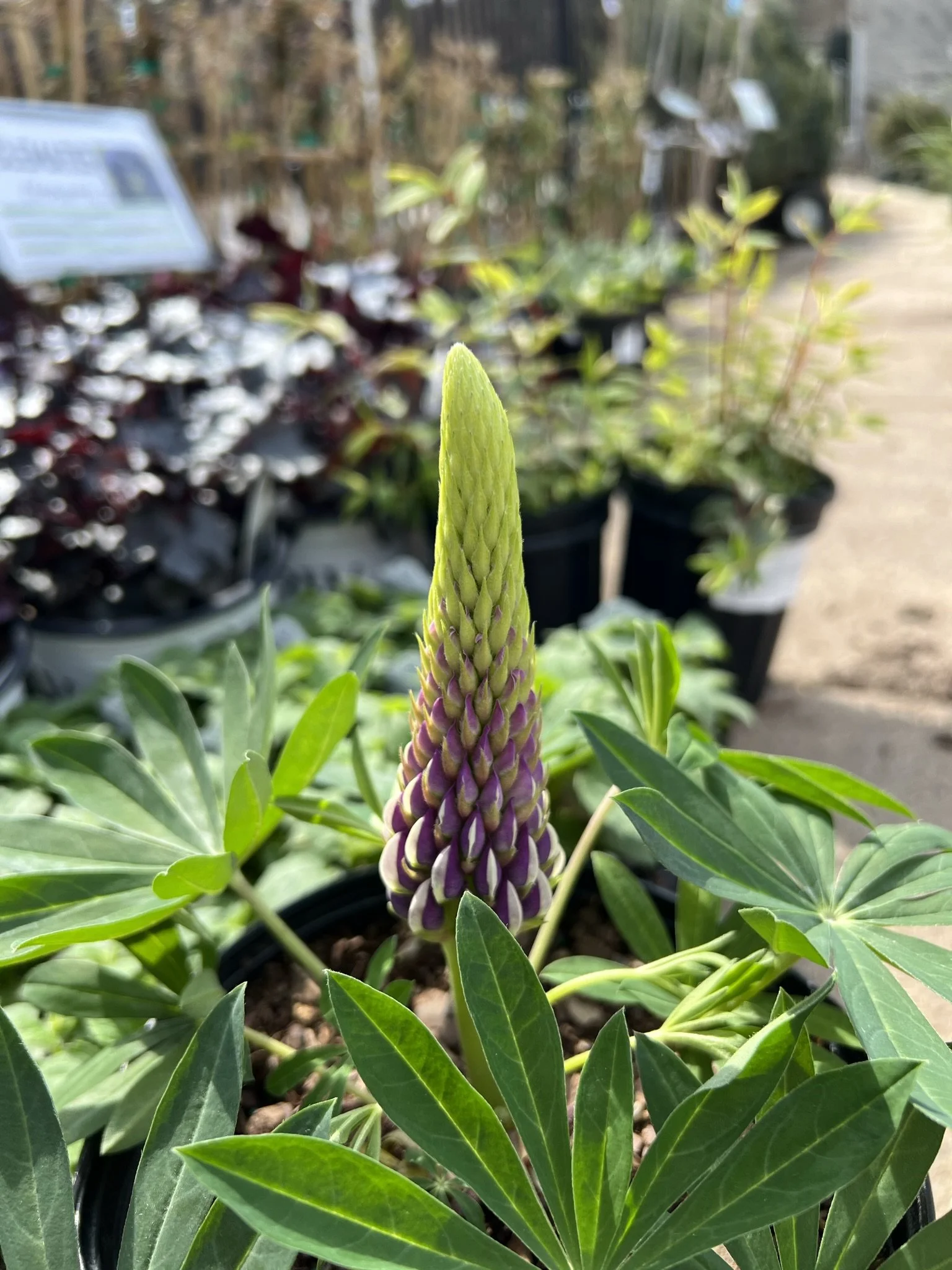 Close-up of a young lupine flower bud with green leaves, surrounded by potted plants in a garden center.