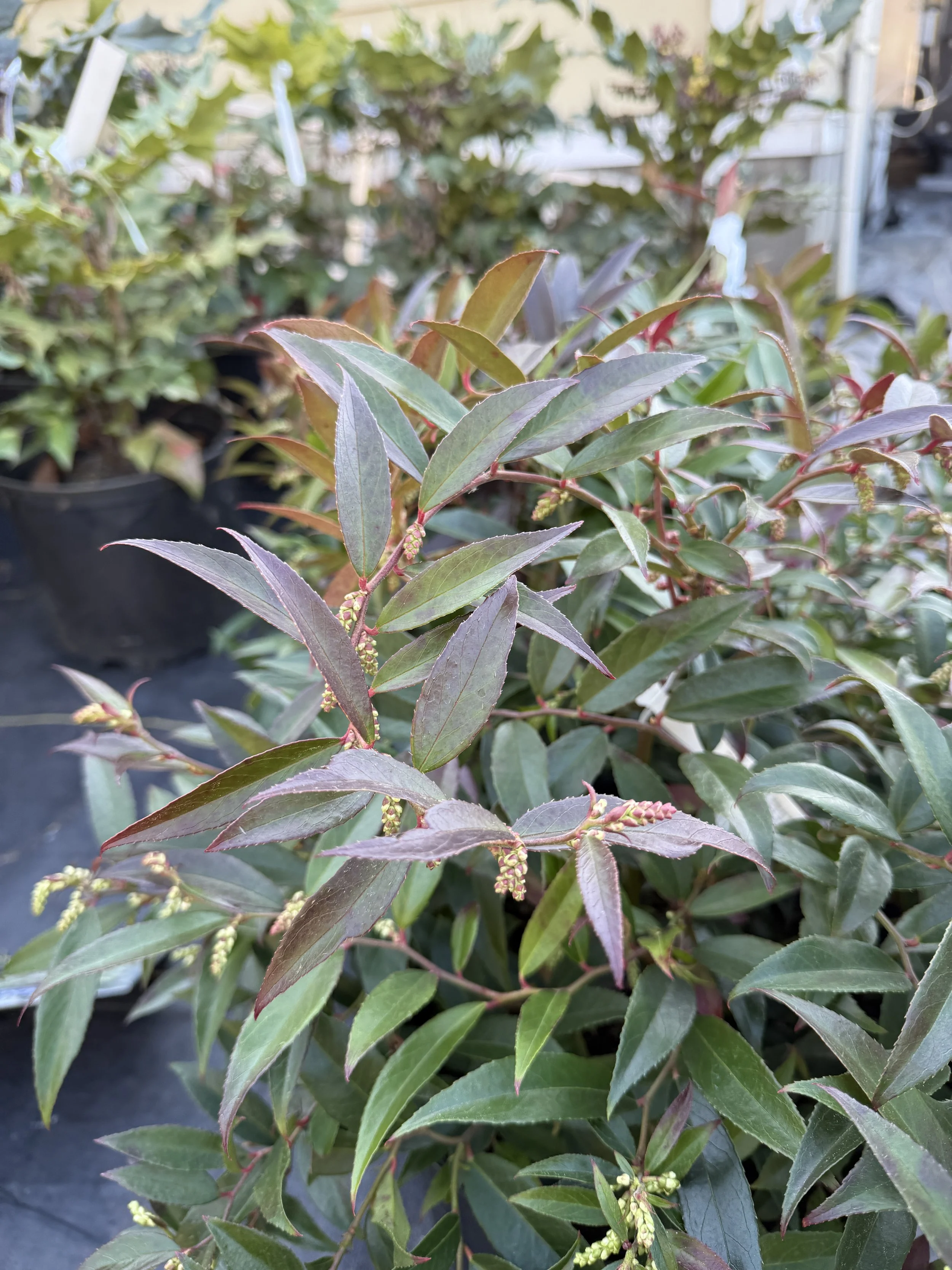 Close-up of a plant with dark green, elongated, and pointed leaves with reddish edges and small budding flowers.