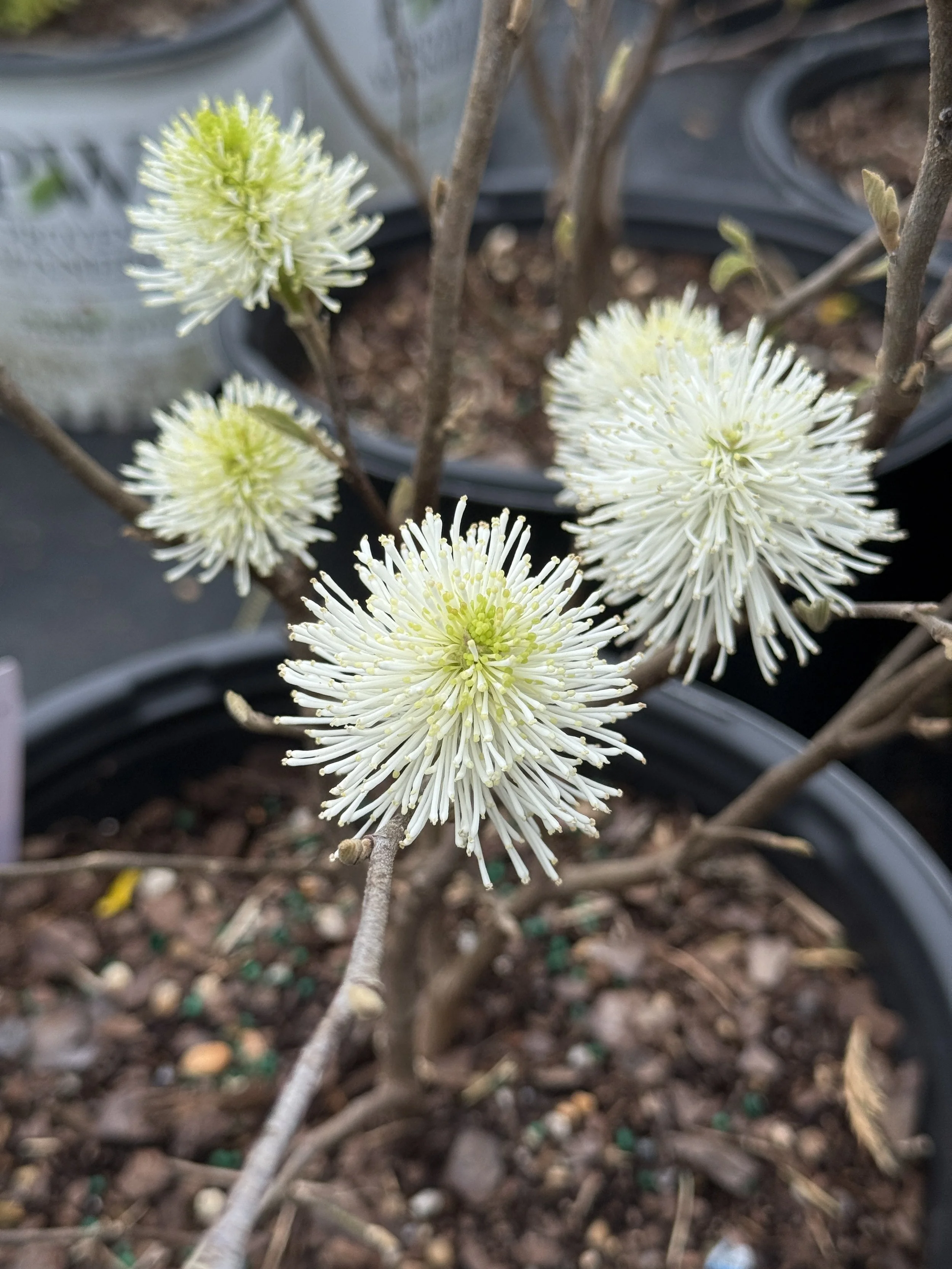 White flowers with long, thin petals blooming on a brown, leafless shrub in a black pot.