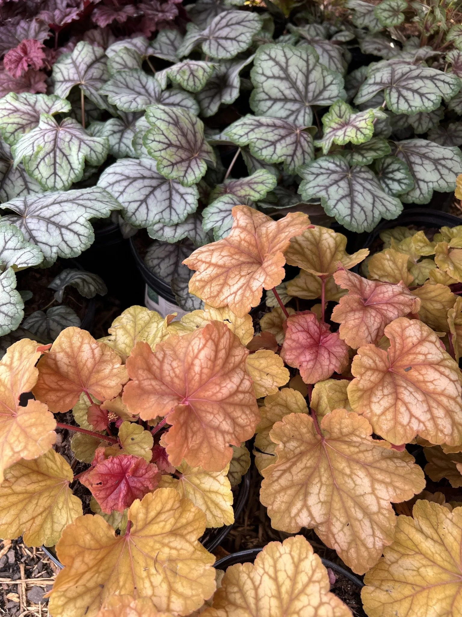 Colorful foliage of Heuchera plants with variegated leaves in shades of green, purple, and orange.