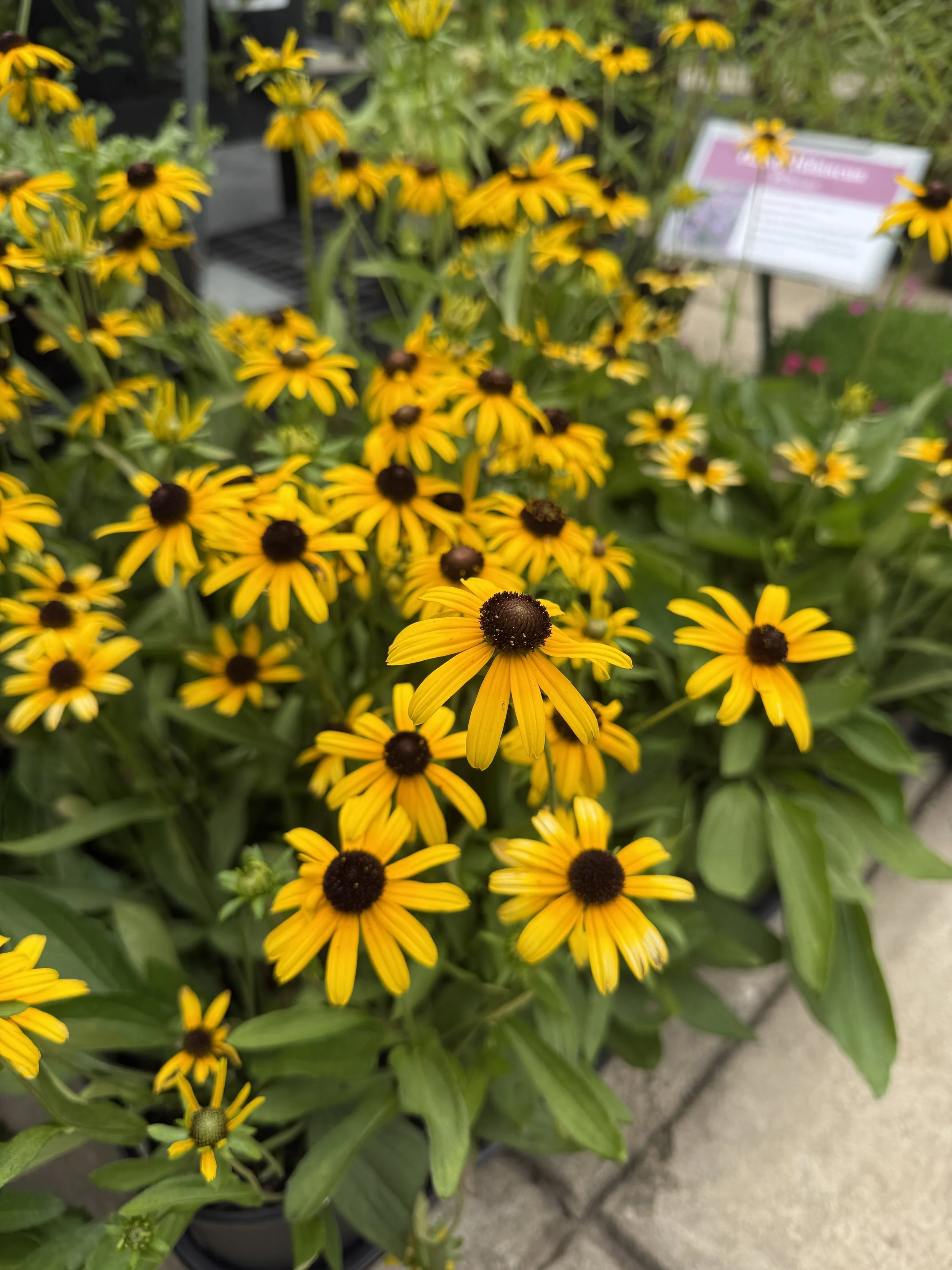 Cluster of yellow and orange flowers, known as Black-eyed Susans, with dark brown centers and green leaves.
