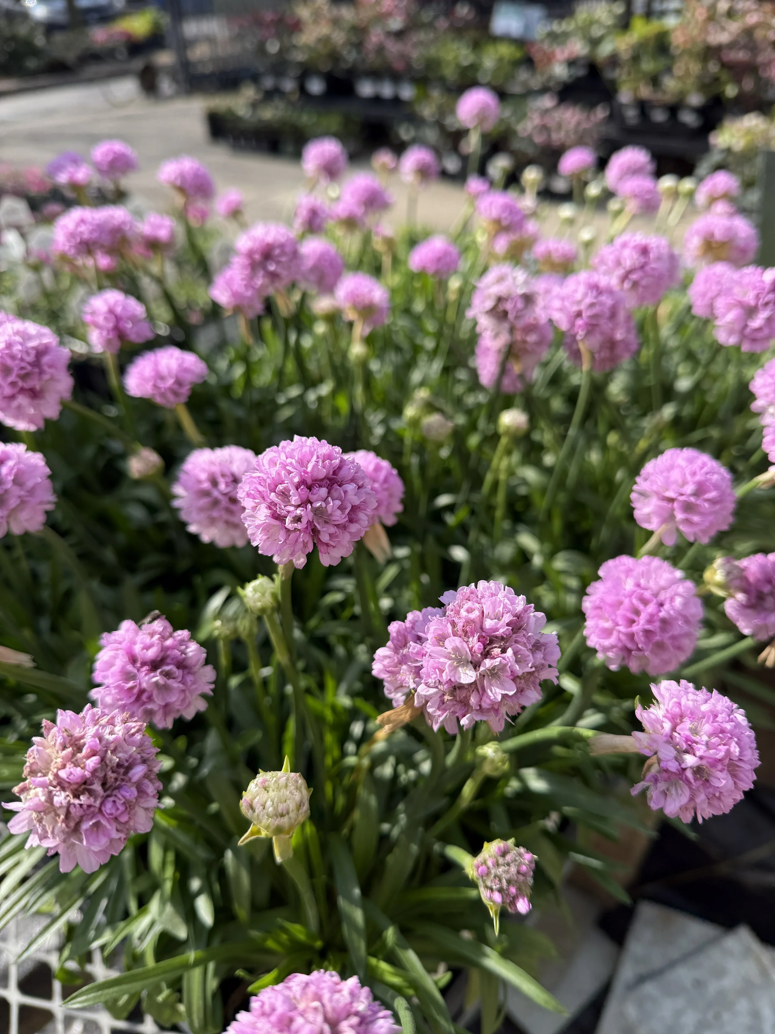Pink spherical flowers in a garden center.