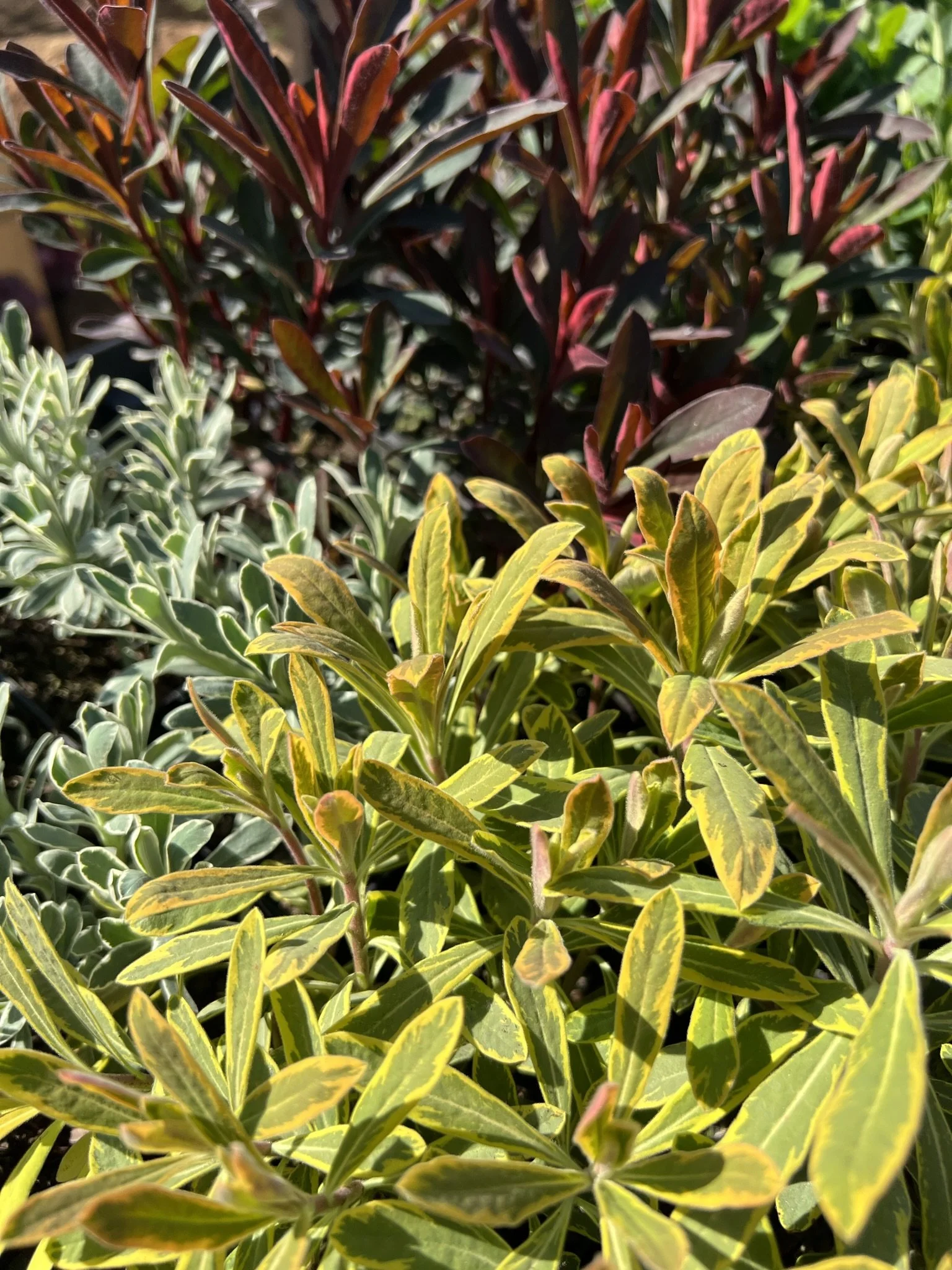 Close-up of colorful foliage with green, yellow, and red leaves in sunlight