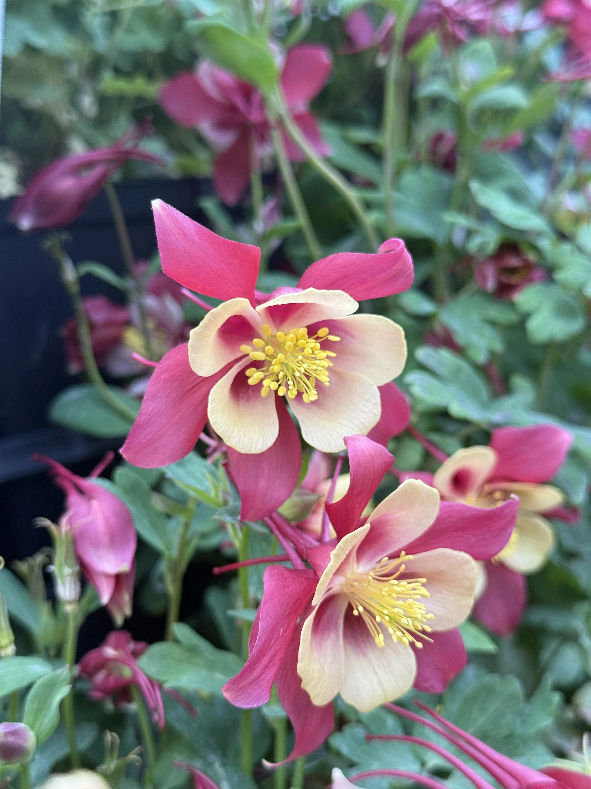 Close-up of pink and yellow flowering plant with green leaves in the background.