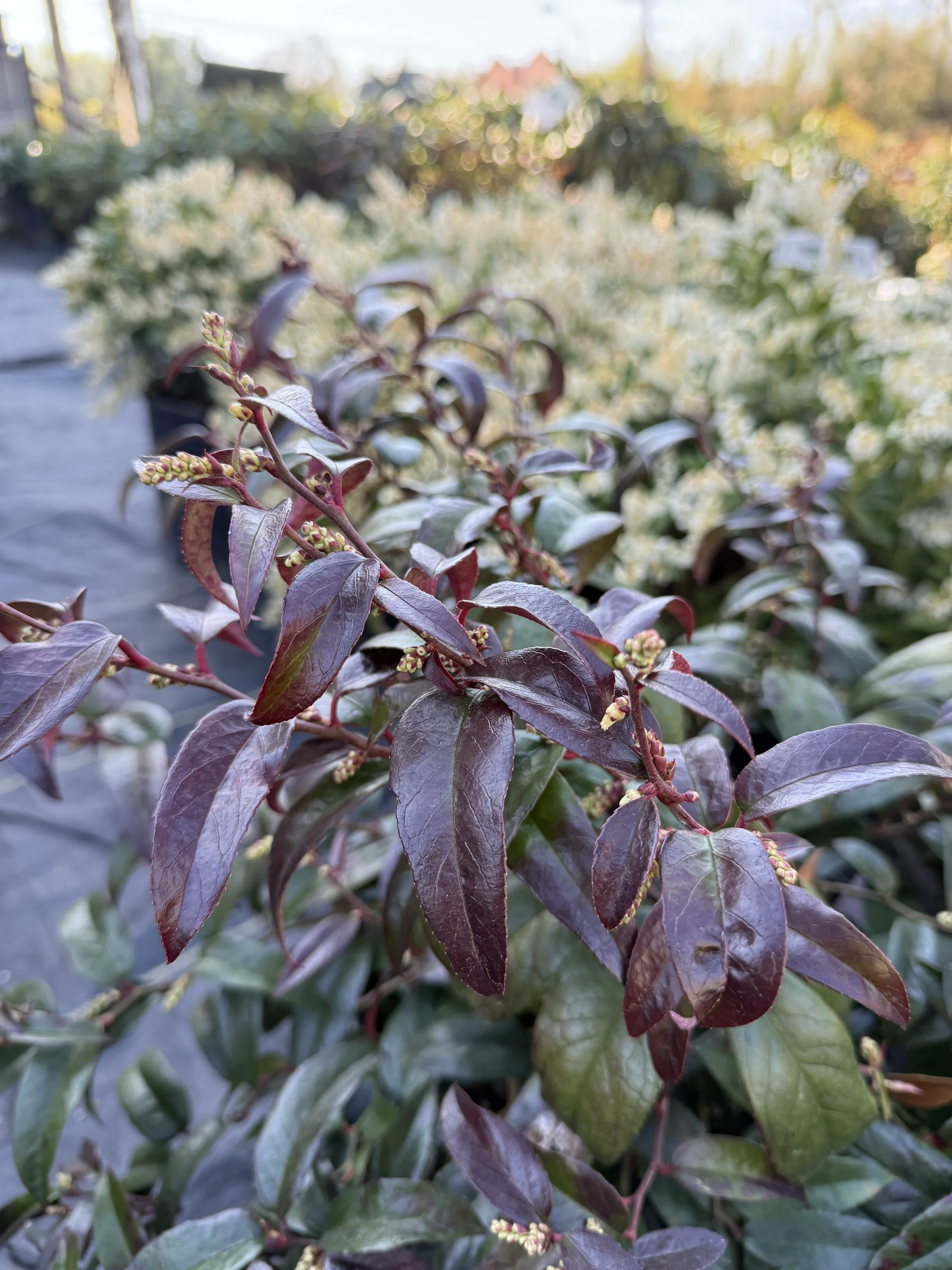 Close-up of purple and green leaves on a plant with small clusters of tiny yellow buds, outdoors during daytime.