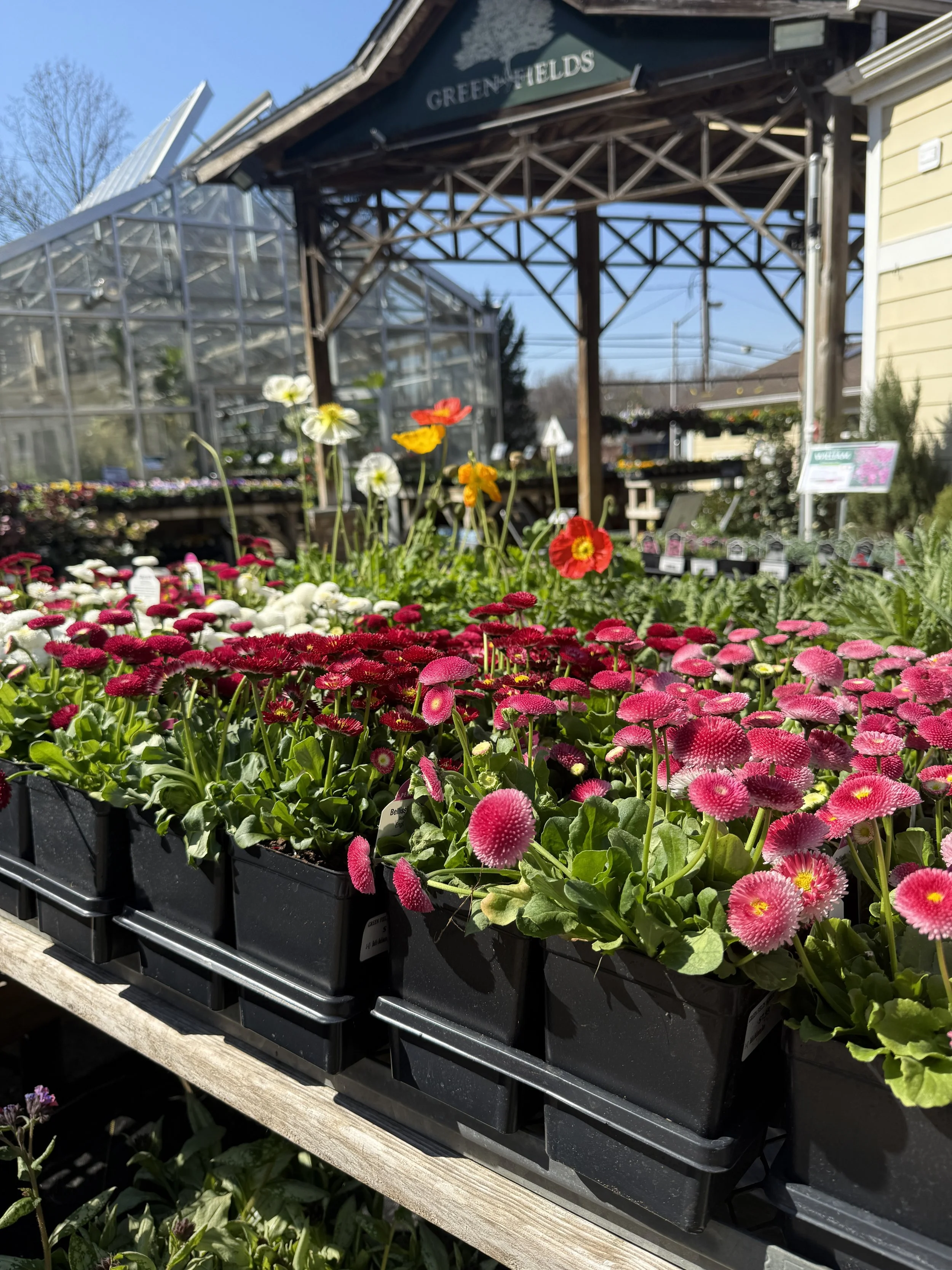 Colorful potted flowers, including pink, white, red, yellow, and orange blooms, displayed on a wooden table outside a greenhouse at Green Fields nursery.
