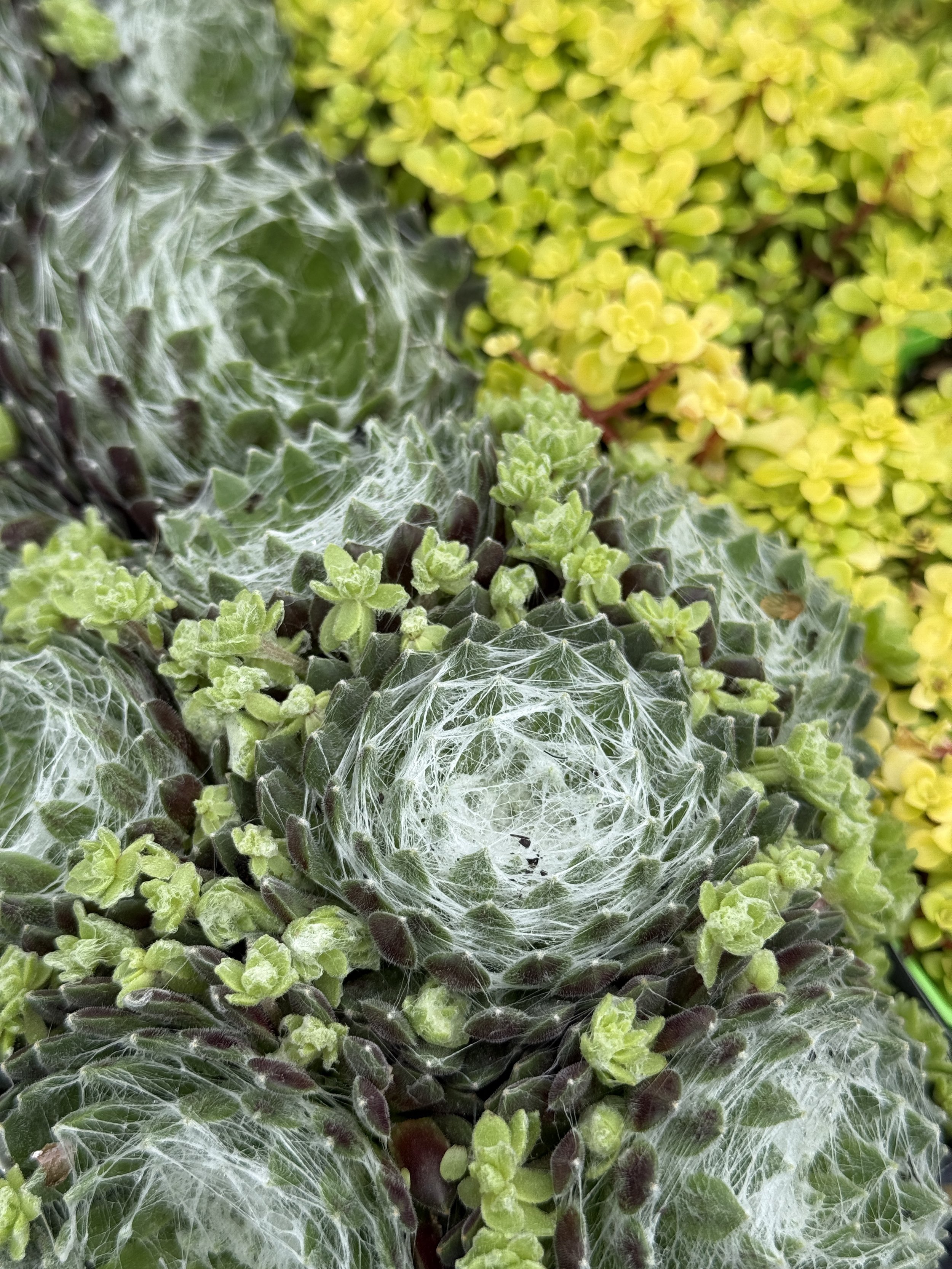 Close-up of succulent plants with spiderwebs and small green leaves, and yellow flowers in background.