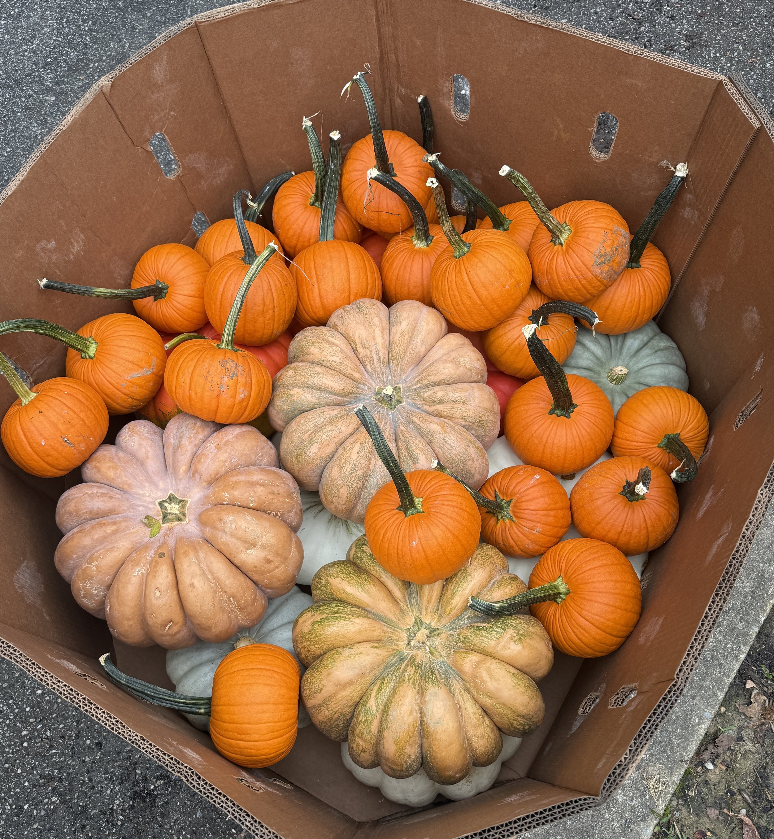 pumpkins in bushel.JPEG