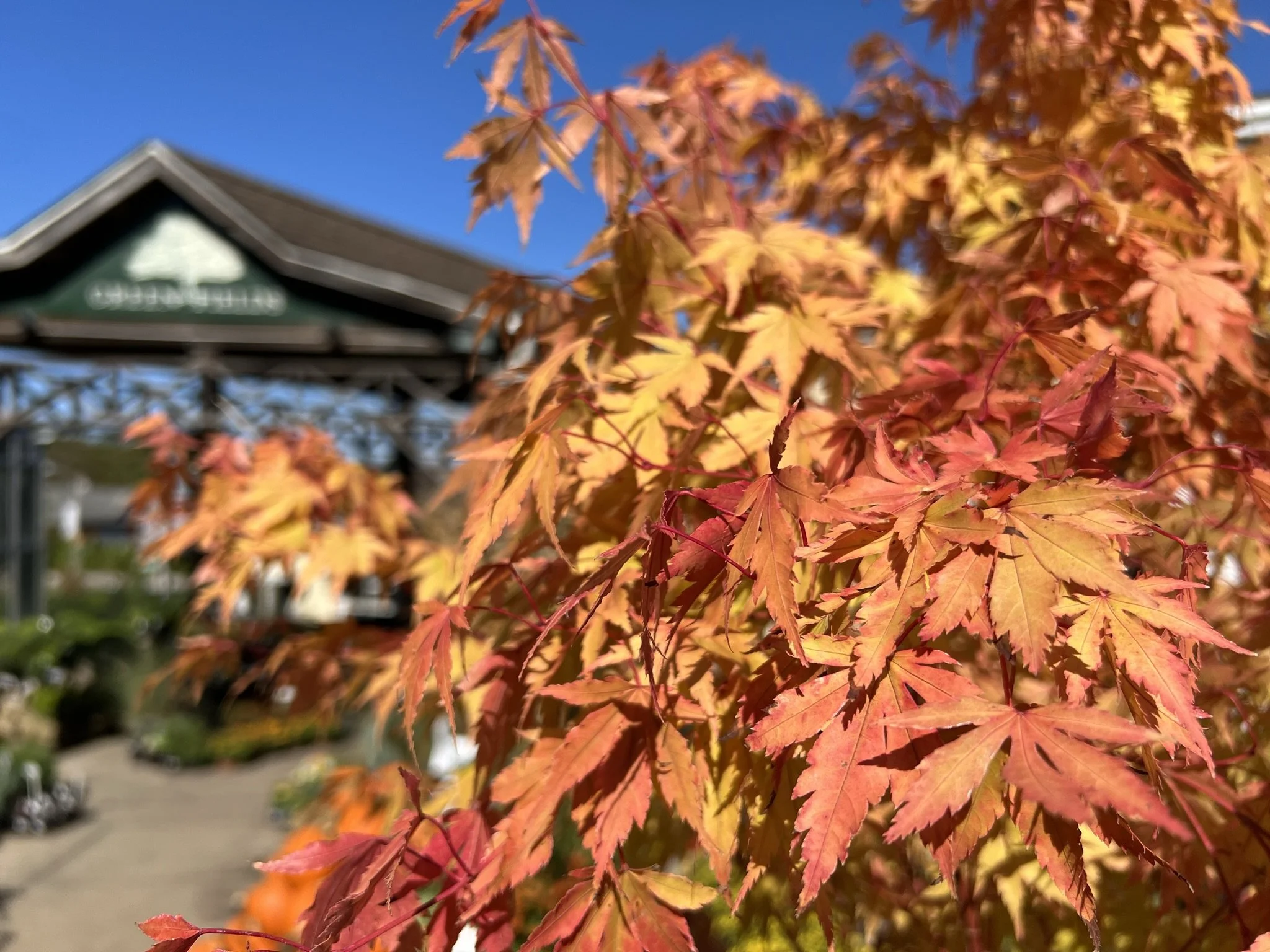 Green Fields Nursery Baltimore City's Premier Garden Center